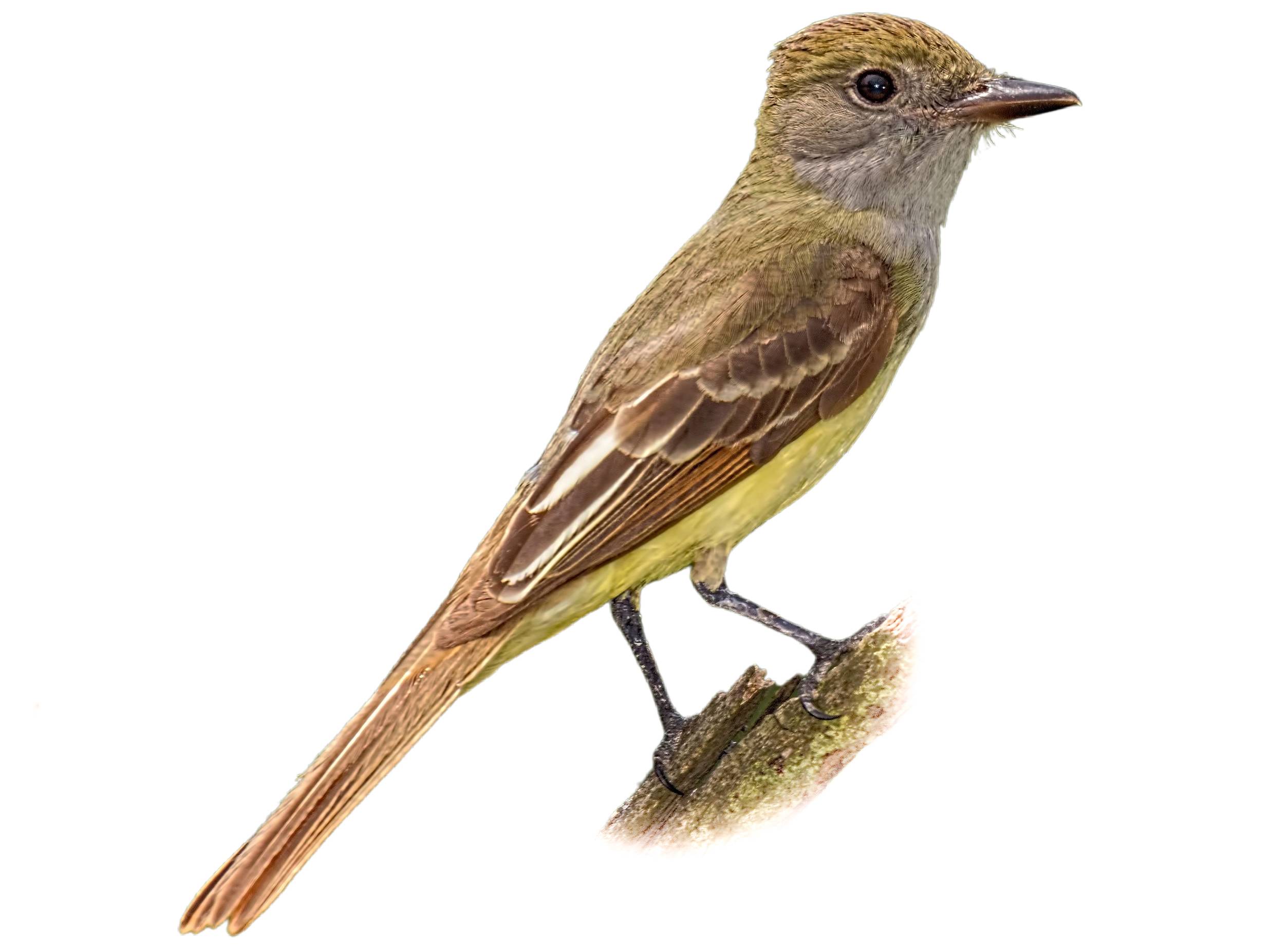 A photo of a Great Crested Flycatcher (Myiarchus crinitus)