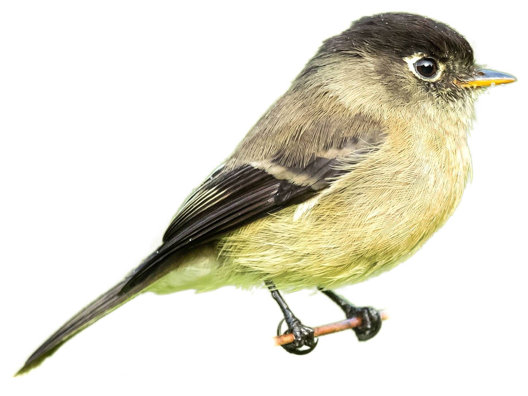 A photo of a Black-capped Flycatcher (Empidonax atriceps)