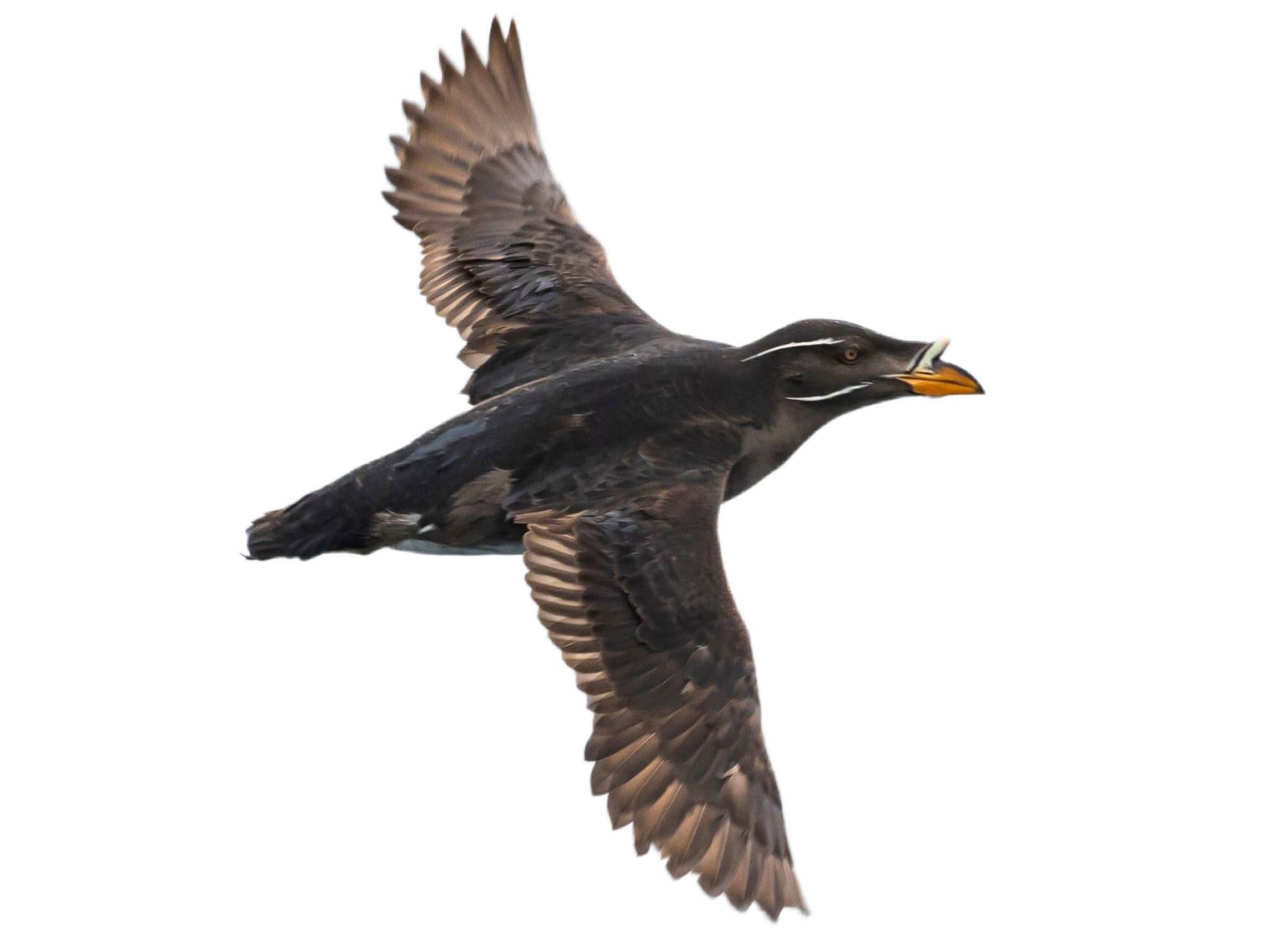 A photo of a Rhinoceros Auklet (Cerorhinca monocerata)