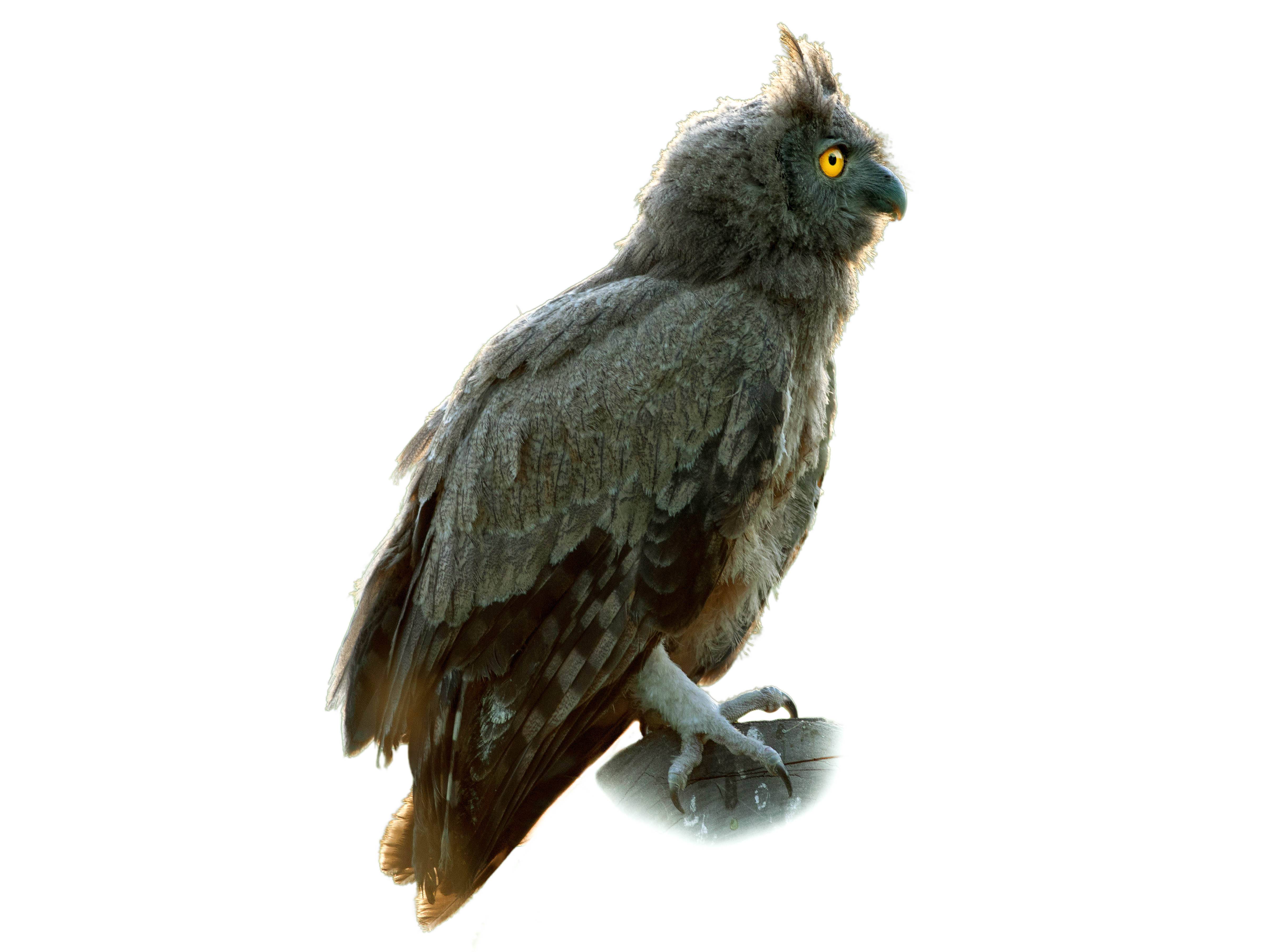 A photo of a Dusky Eagle-Owl (Bubo coromandus)