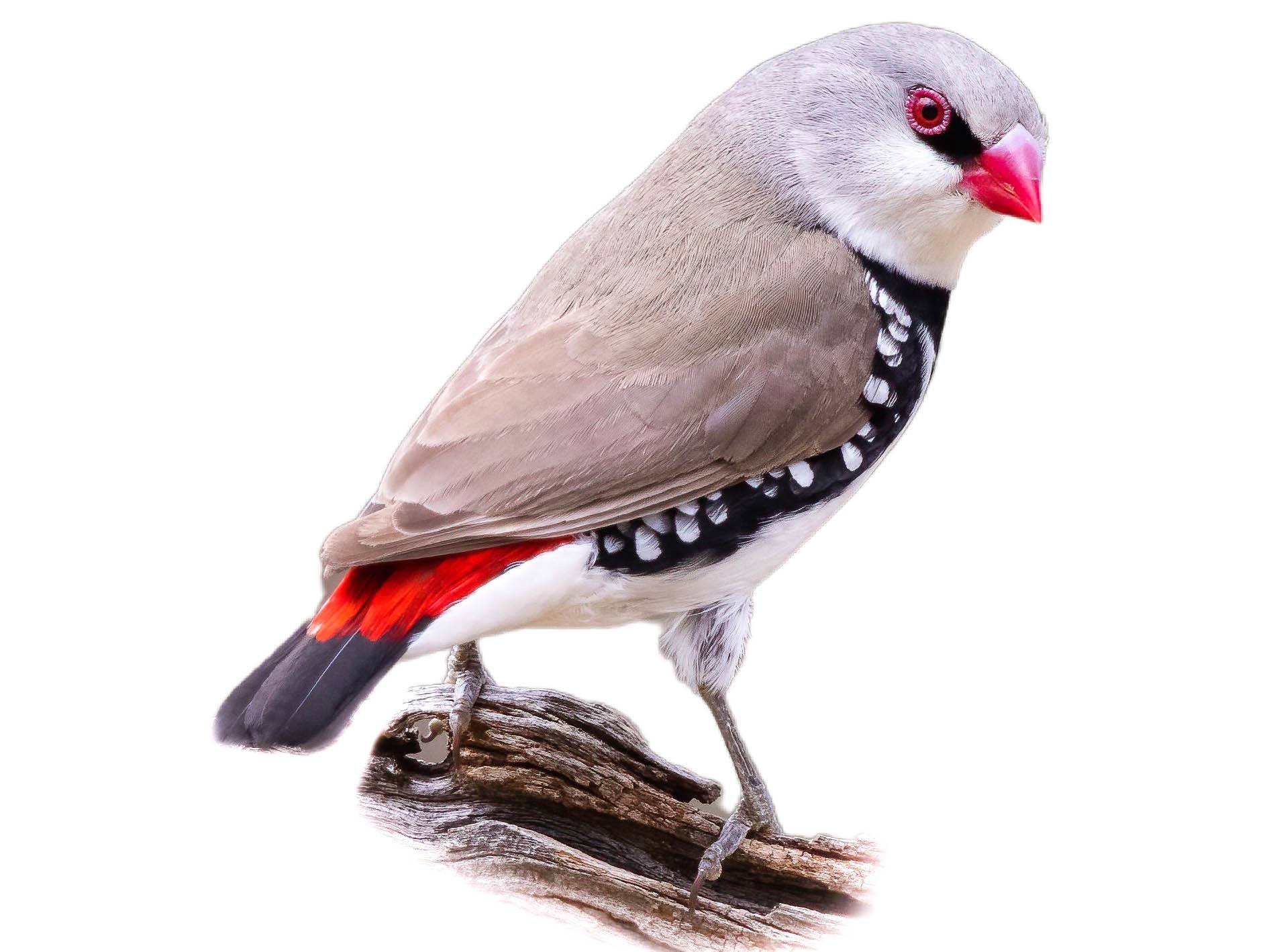 A photo of a Diamond Firetail (Stagonopleura guttata)