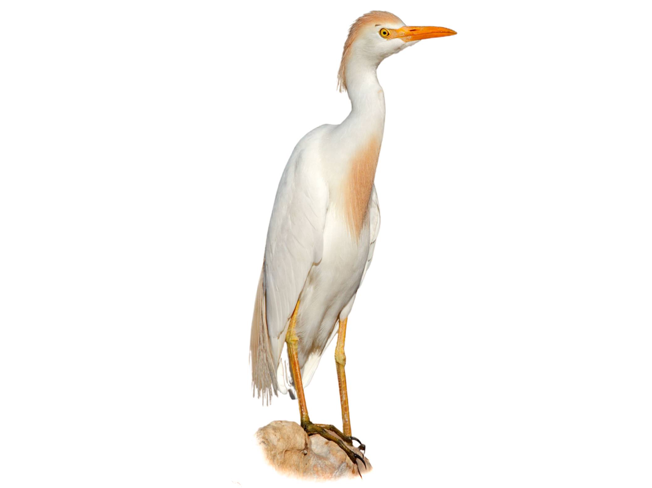 A photo of a Western Cattle Egret (Bubulcus ibis)