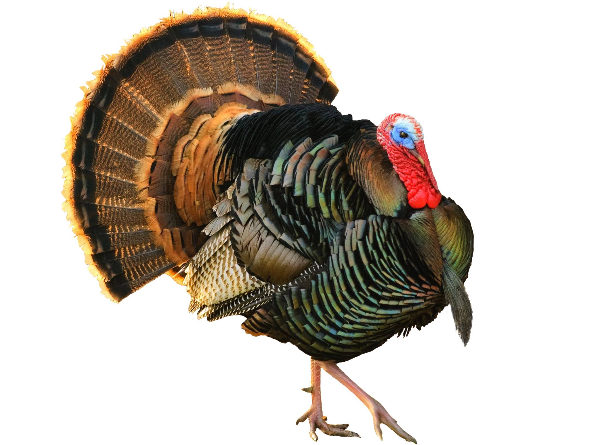 A photo of a Wild Turkey (Meleagris gallopavo), male