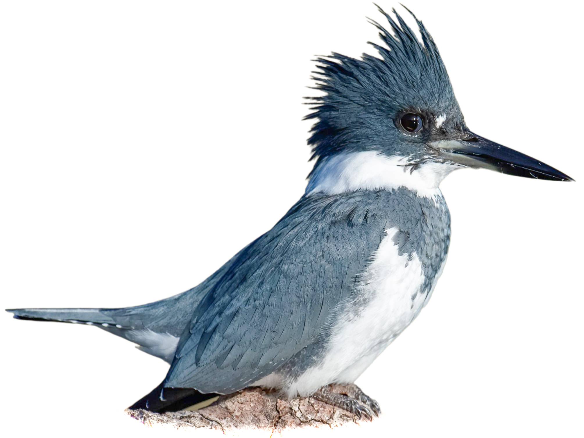 A photo of a Belted Kingfisher (Megaceryle alcyon), male