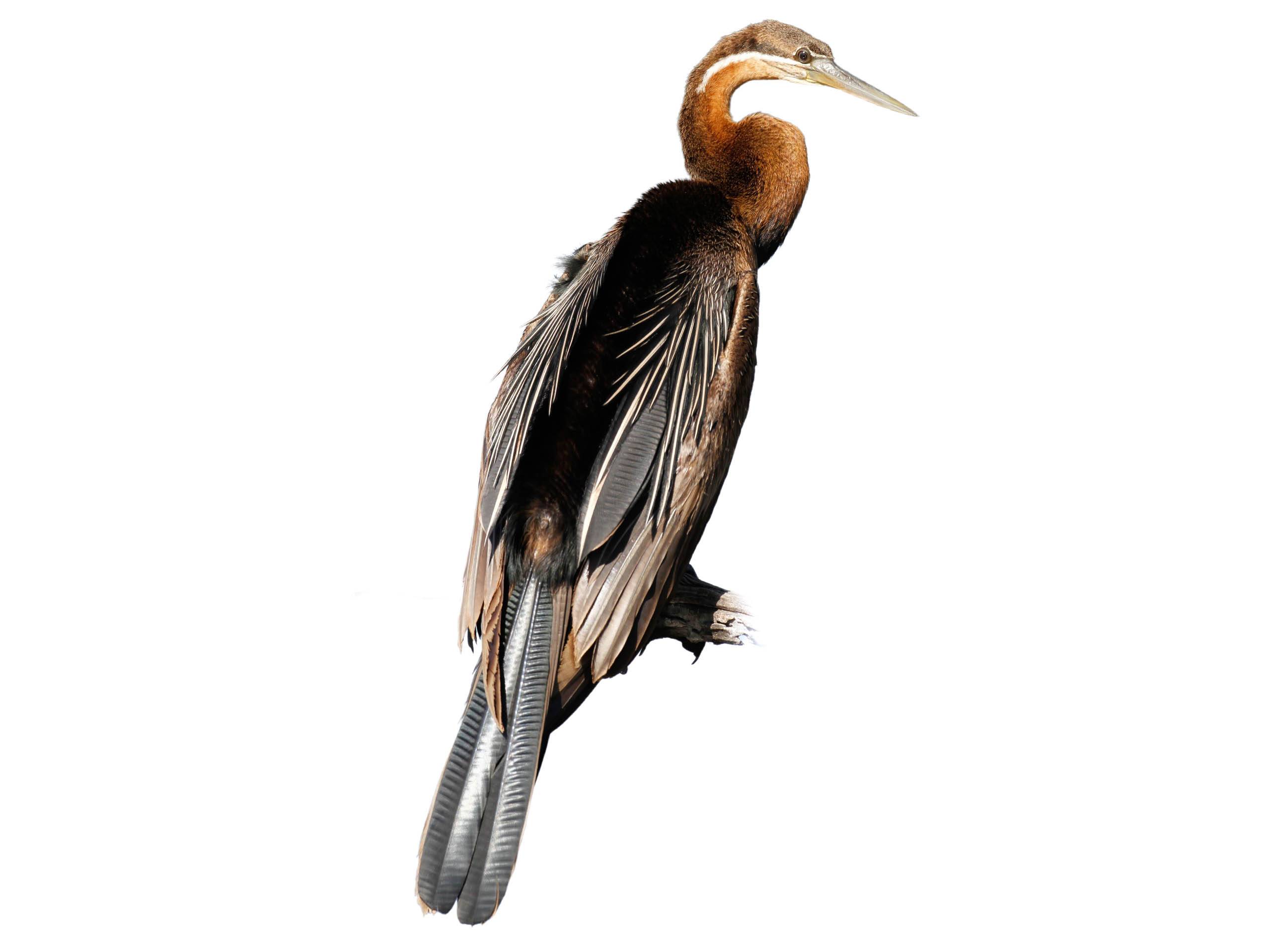 A photo of a African Darter (Anhinga rufa)