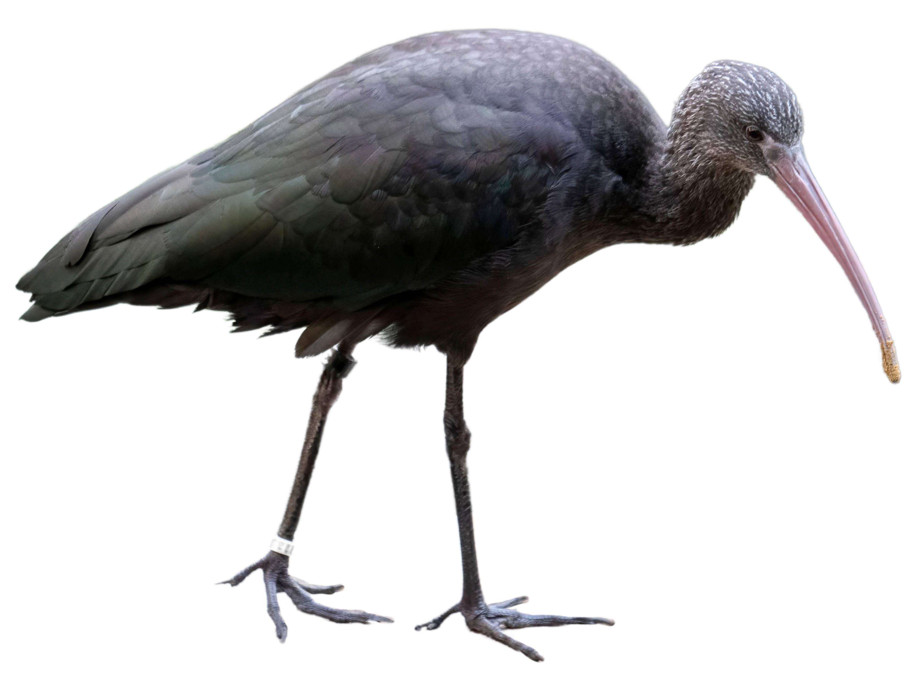 A photo of a Puna Ibis (Plegadis ridgwayi)