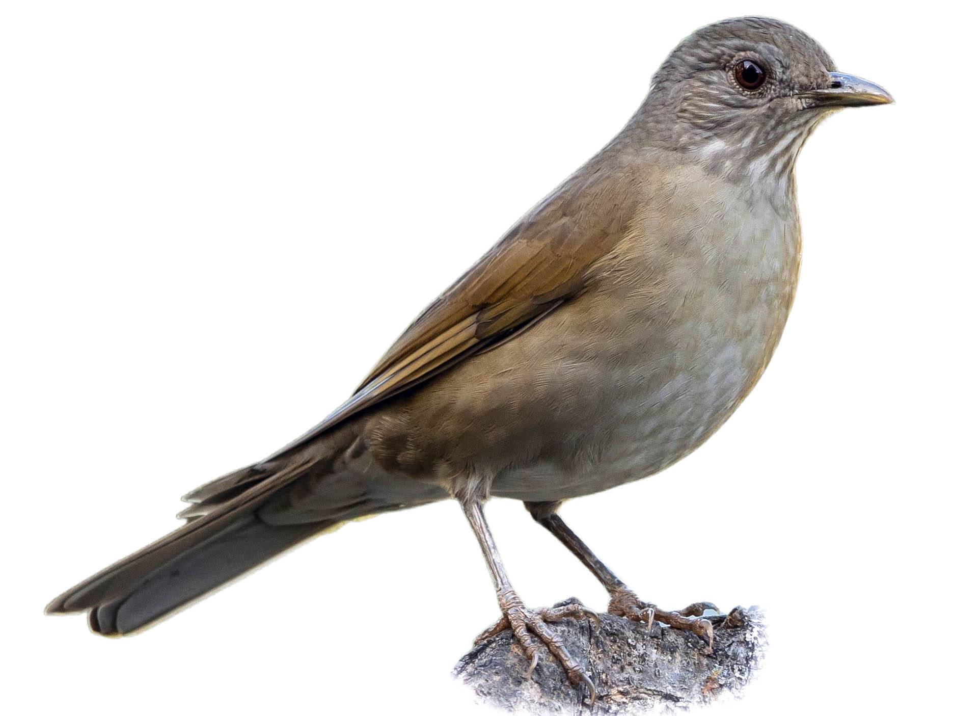 A photo of a Pale-breasted Thrush (Turdus leucomelas)