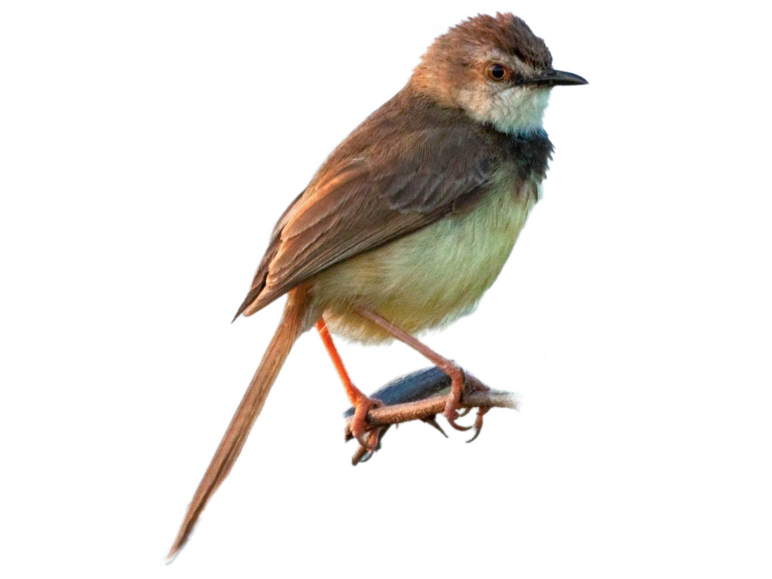 A photo of a Black-chested Prinia (Prinia flavicans)