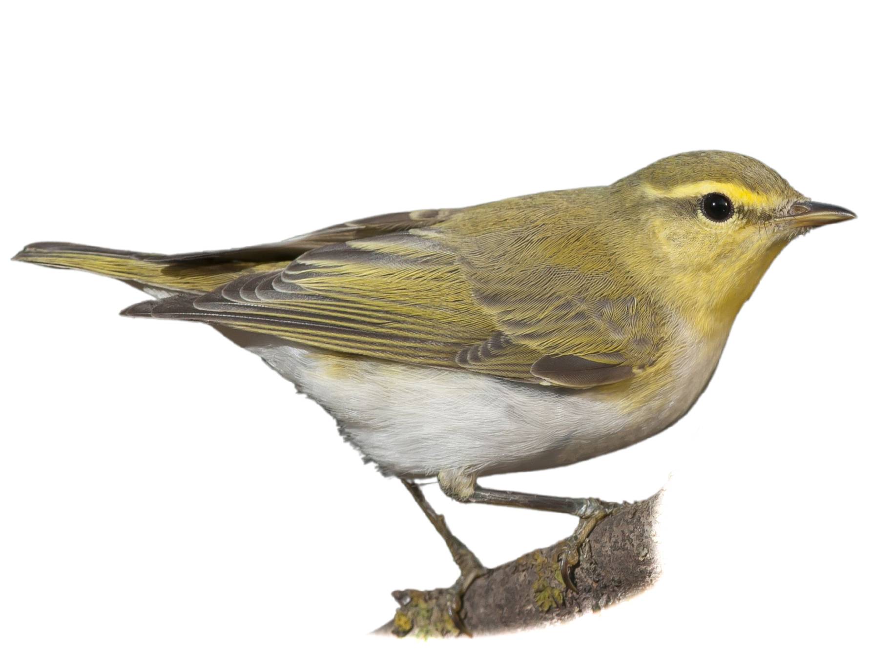 A photo of a Wood Warbler (Phylloscopus sibilatrix)