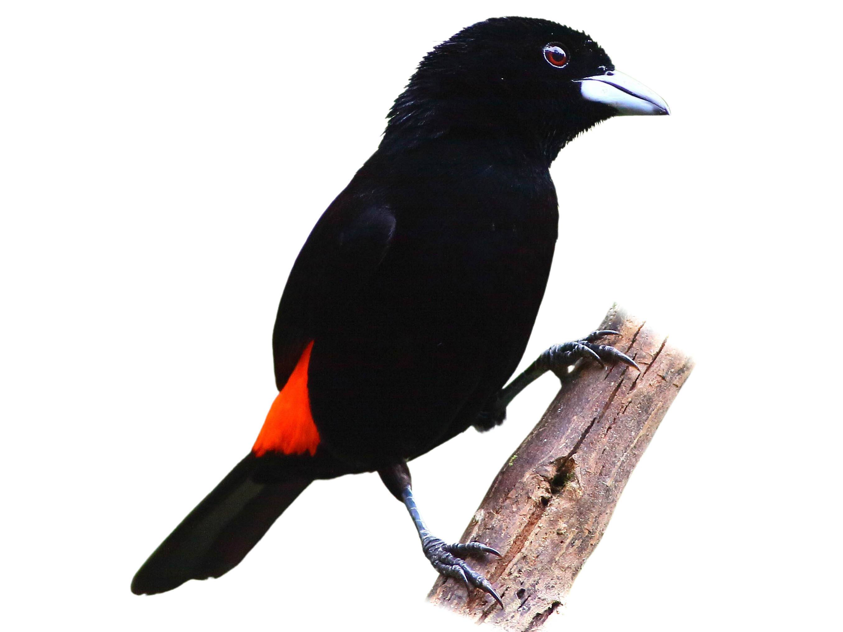 A photo of a Flame-rumped Tanager (Ramphocelus flammigerus), male