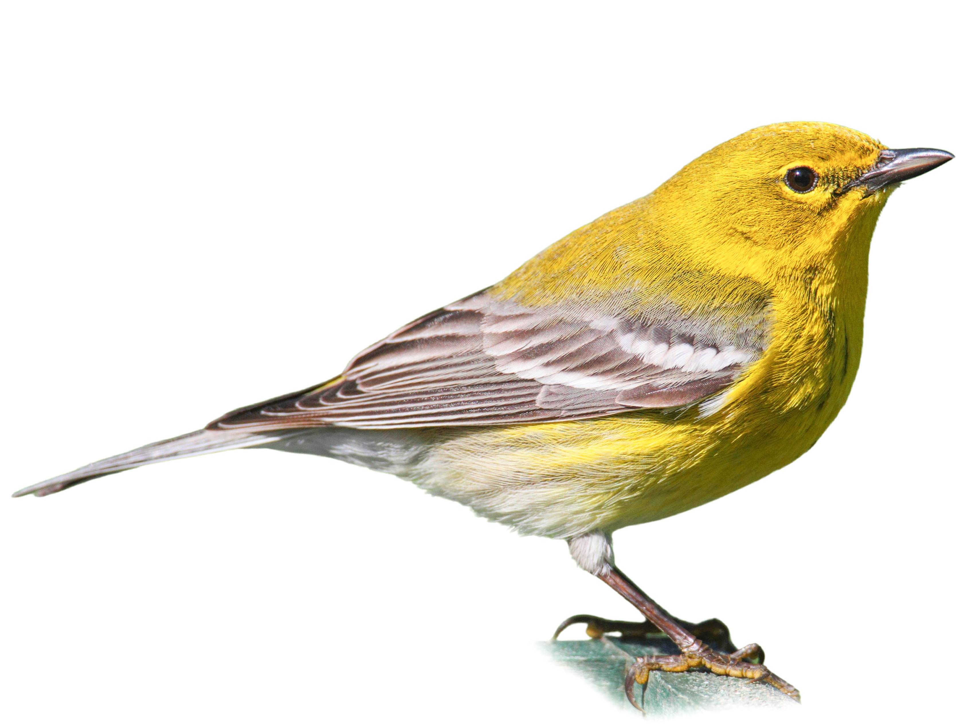 A photo of a Pine Warbler (Setophaga pinus), male