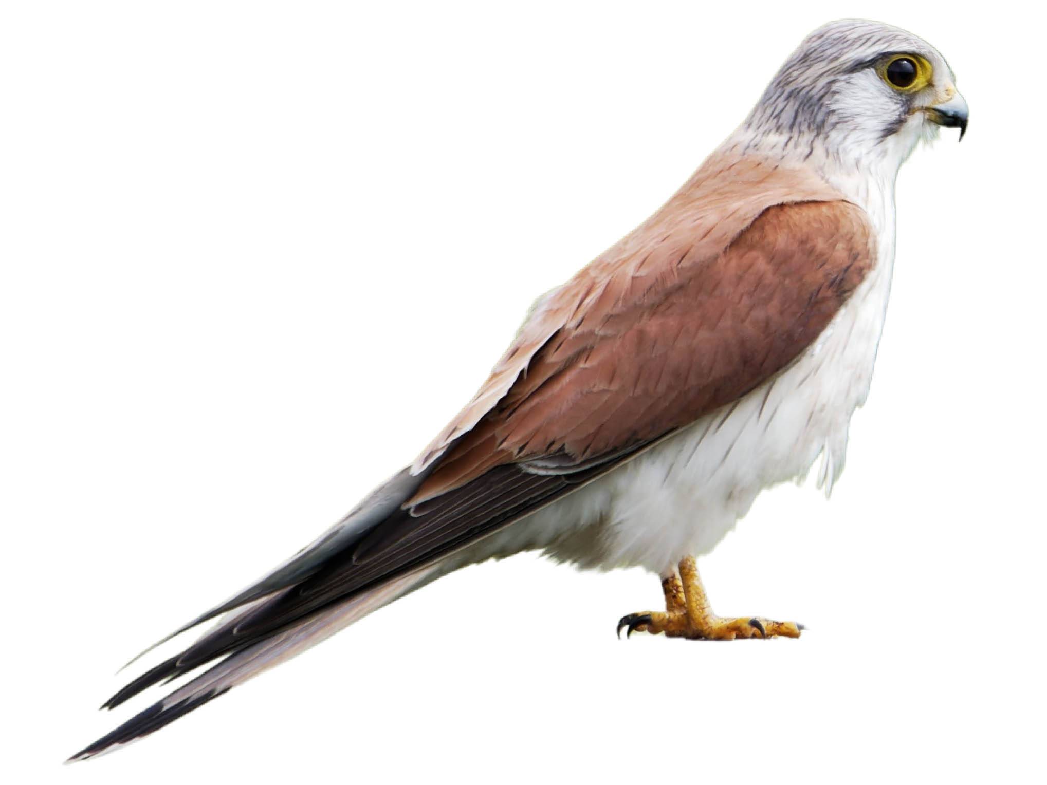 A photo of a Nankeen Kestrel (Falco cenchroides), male