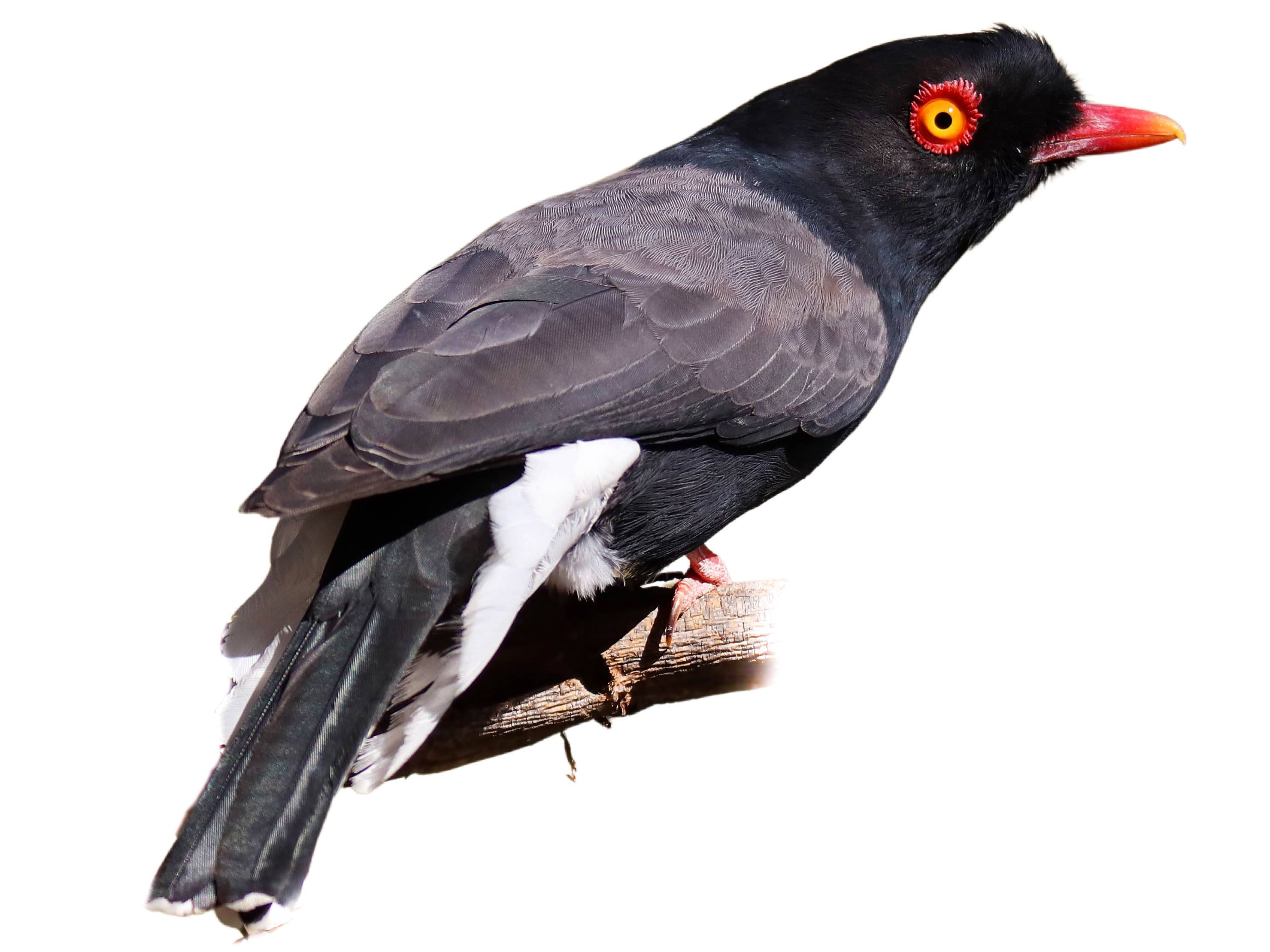 A photo of a Retz's Helmetshrike (Prionops retzii)