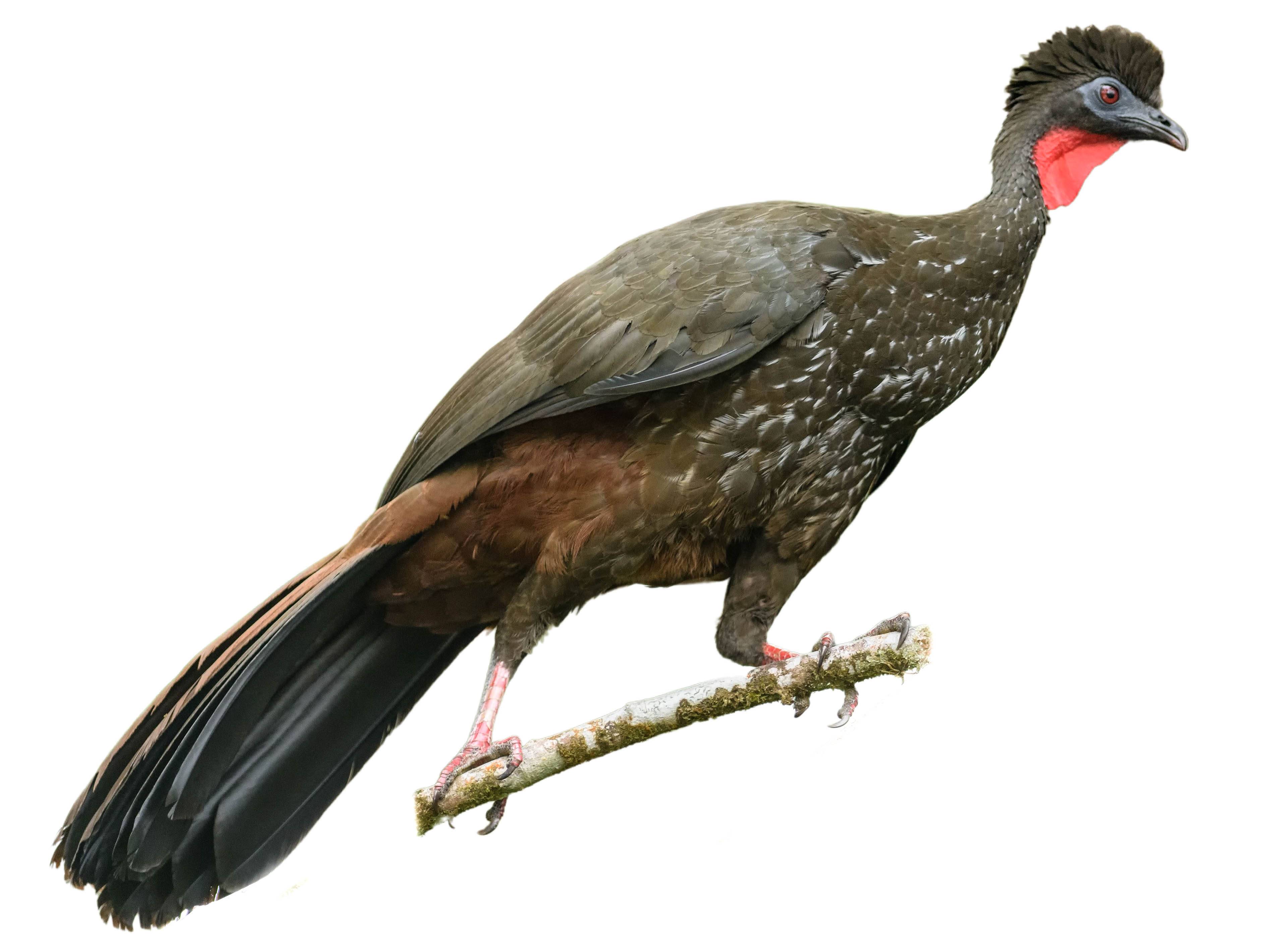 A photo of a Crested Guan (Penelope purpurascens)