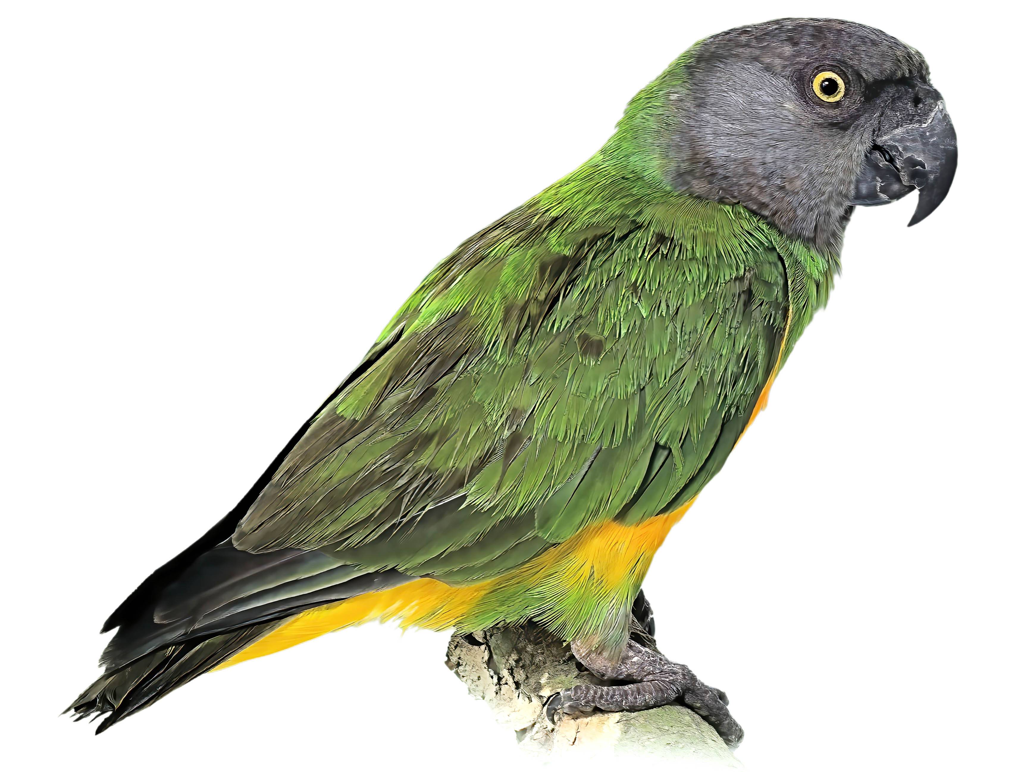 A photo of a Senegal Parrot (Poicephalus senegalus)