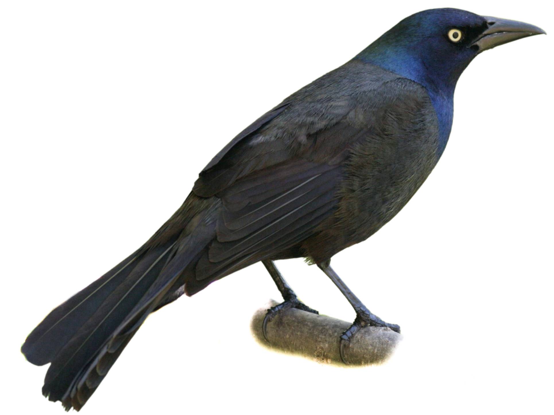 A photo of a Common Grackle (Quiscalus quiscula), male