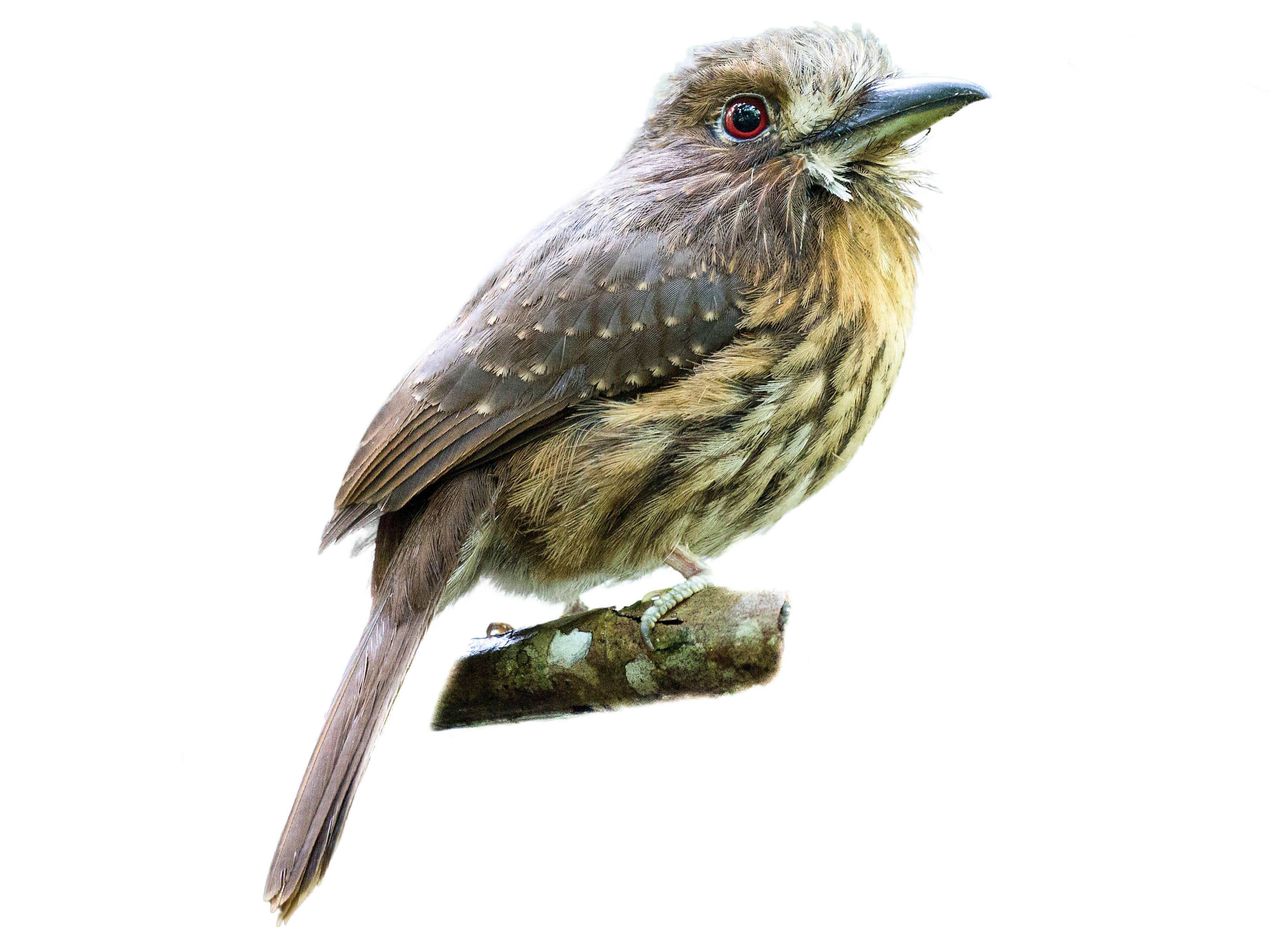 A photo of a White-whiskered Puffbird (Malacoptila panamensis)