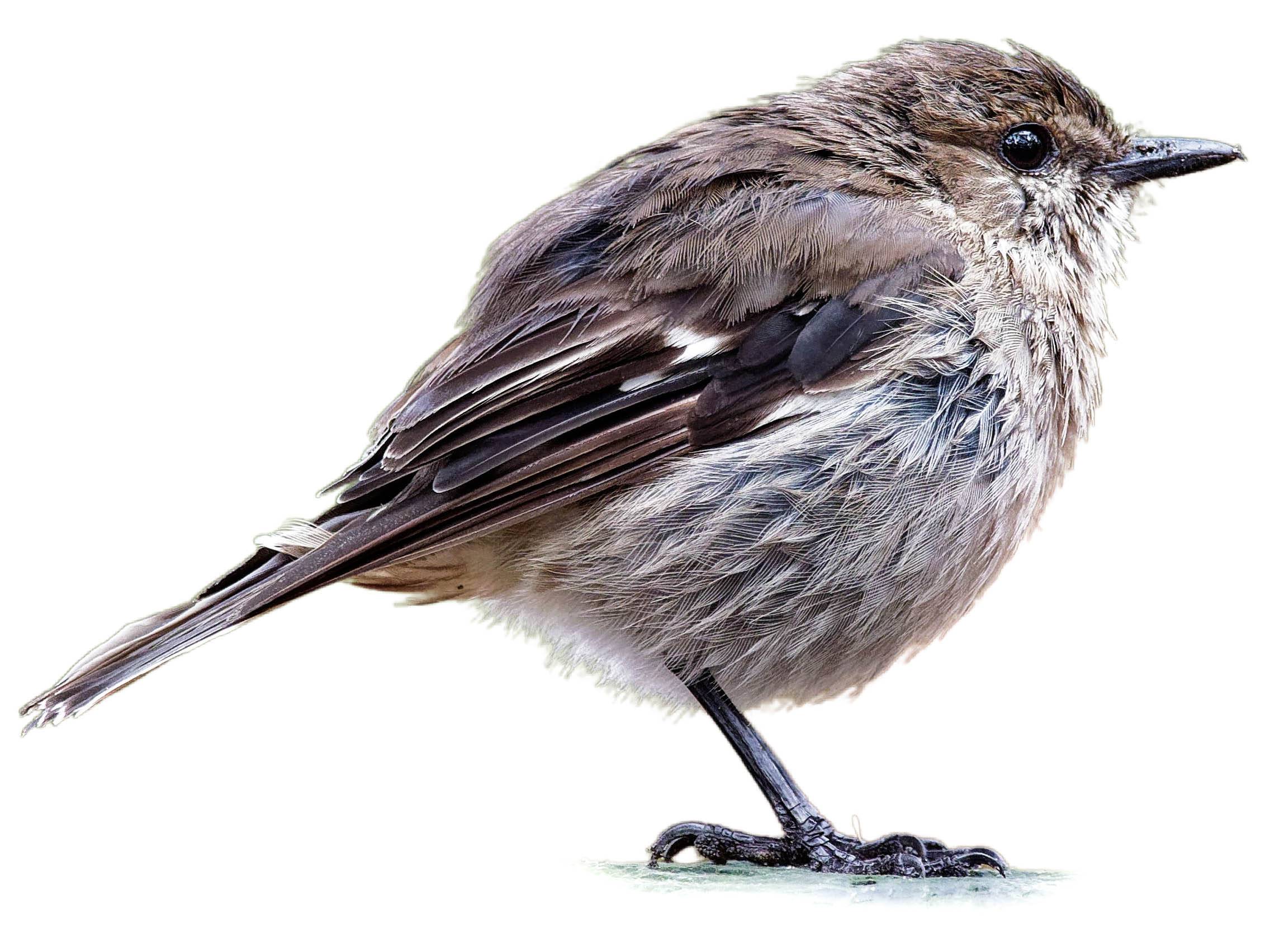 A photo of a Dusky Robin (Melanodryas vittata)