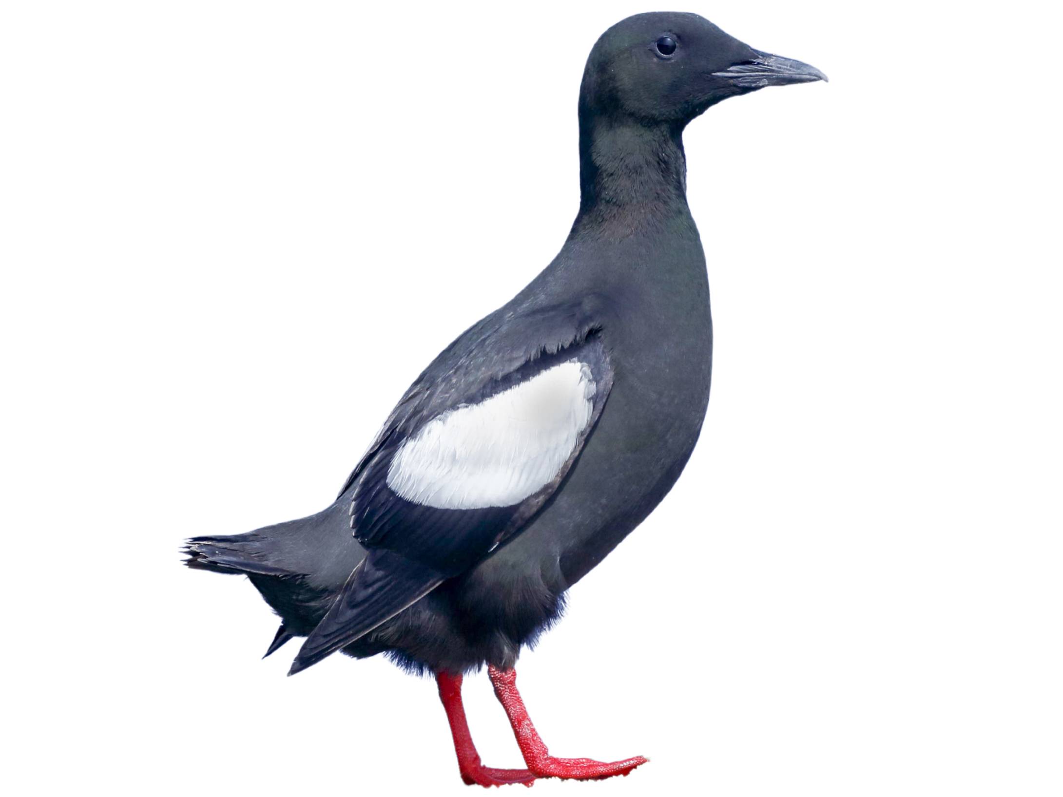 A photo of a Black Guillemot (Cepphus grylle)