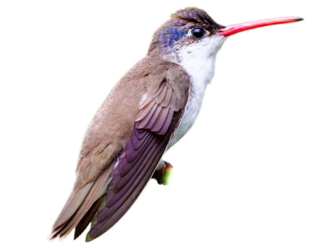 A photo of a Violet-crowned Hummingbird (Leucolia violiceps)