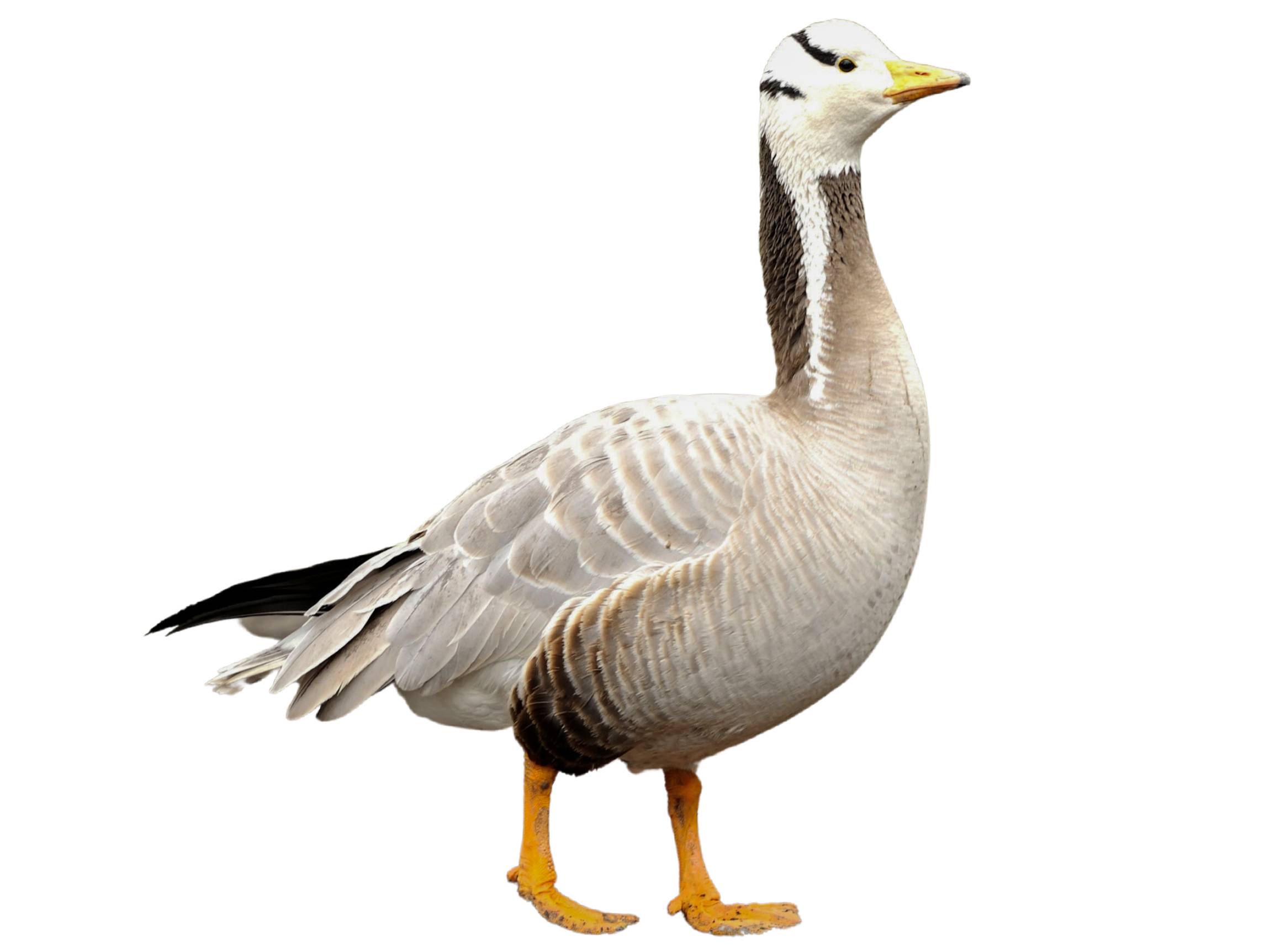 A photo of a Bar-headed Goose (Anser indicus)