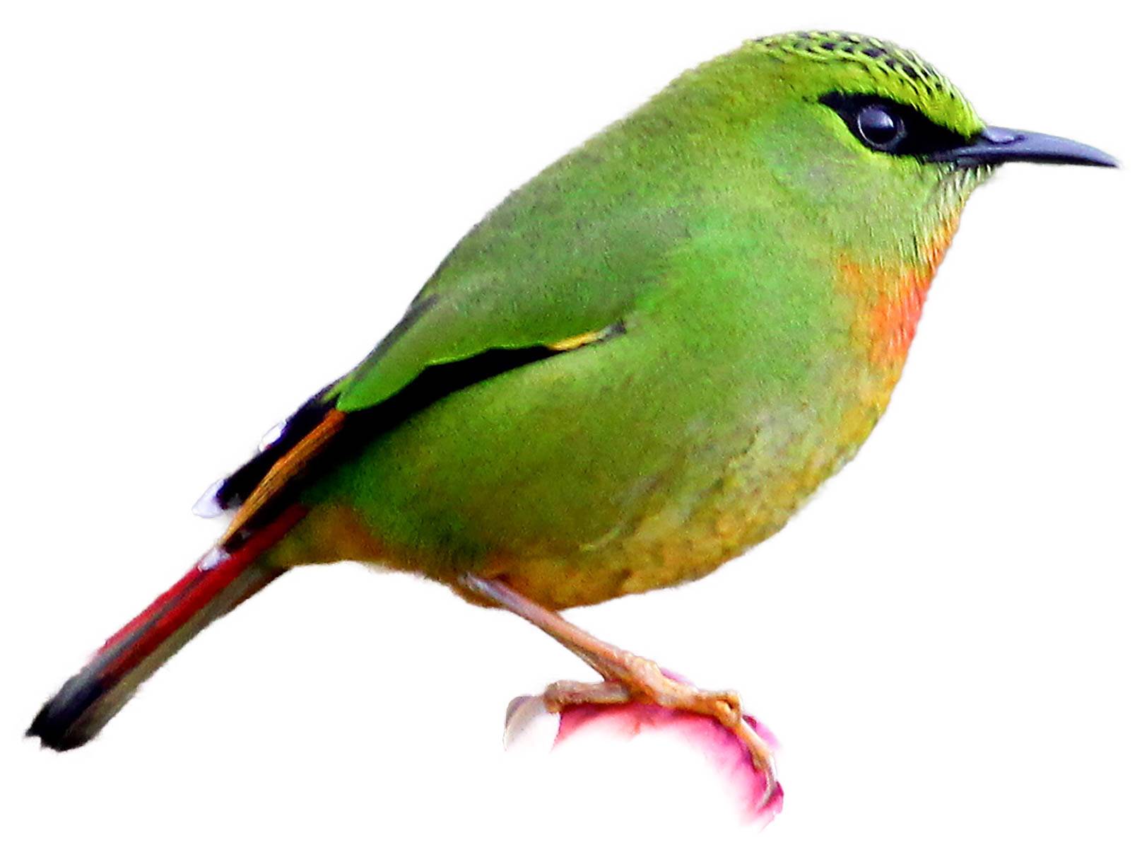 A photo of a Fire-tailed Myzornis (Myzornis pyrrhoura)