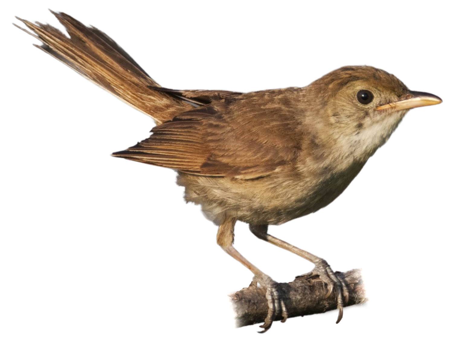 A photo of a Thick-billed Warbler (Arundinax aedon)