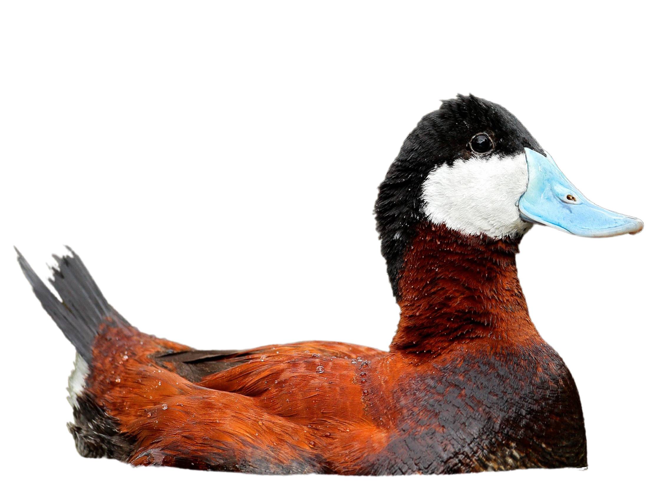 A photo of a Ruddy Duck (Oxyura jamaicensis), male