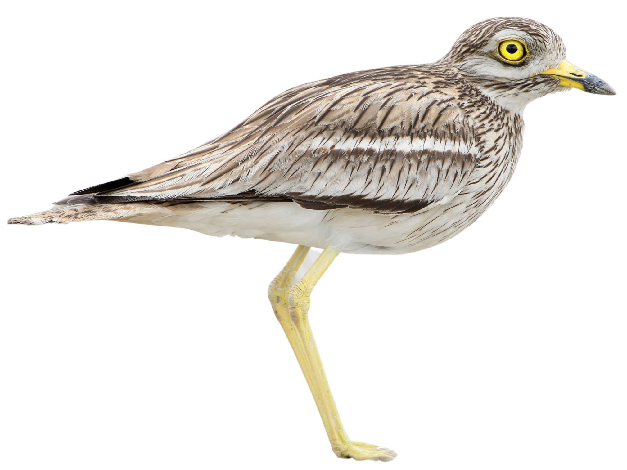 A photo of a Eurasian Stone-curlew (Burhinus oedicnemus)