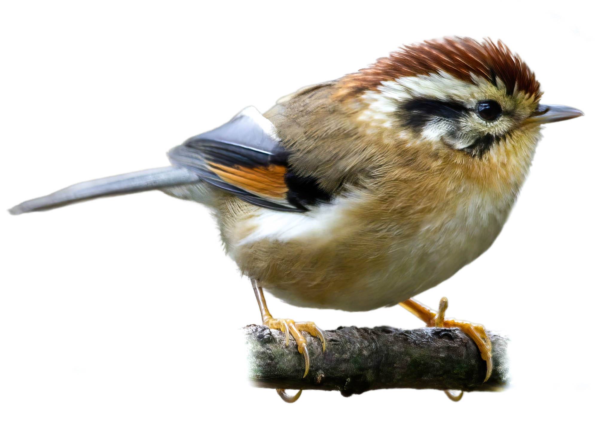 A photo of a Rufous-winged Fulvetta (Schoeniparus castaneceps)