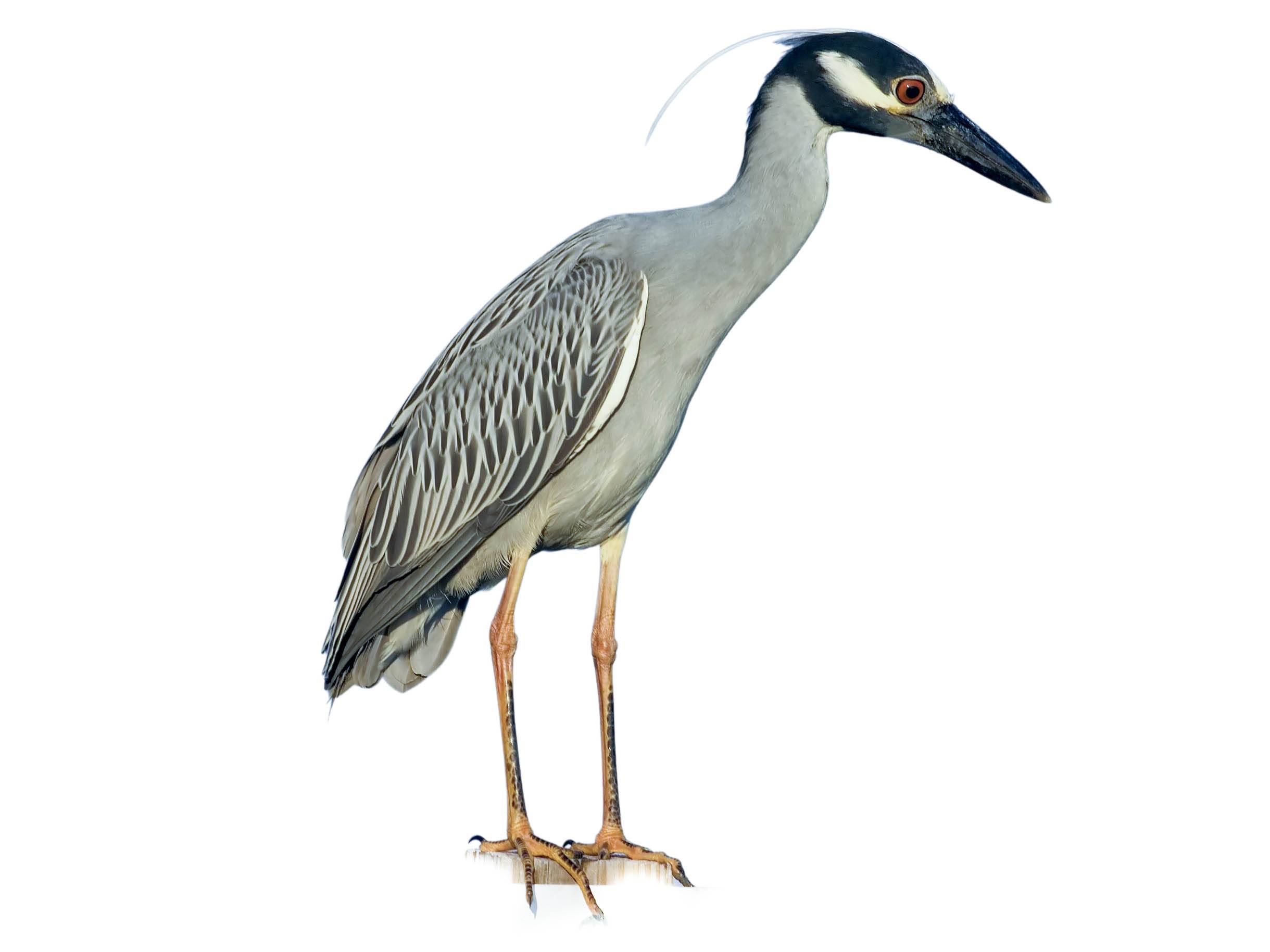 A photo of a Yellow-crowned Night Heron (Nyctanassa violacea)