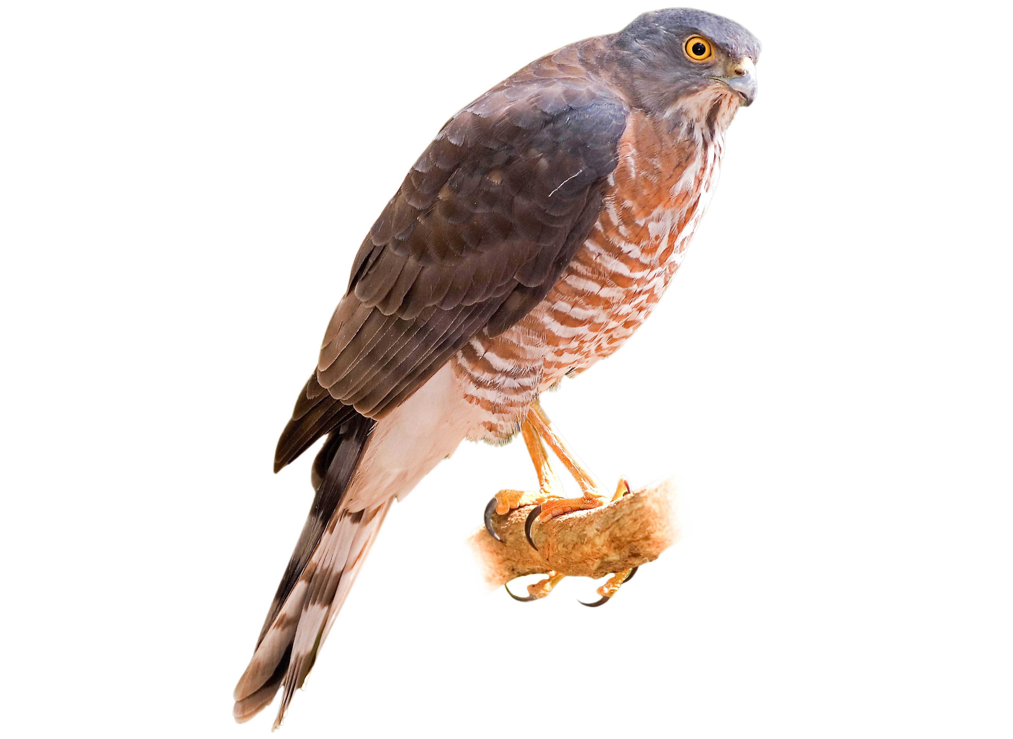 A photo of a Besra (Accipiter virgatus)