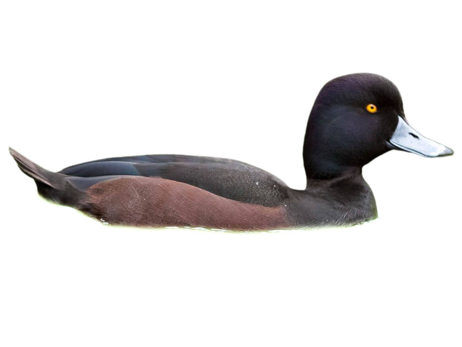 A photo of a New Zealand Scaup (Aythya novaeseelandiae), male