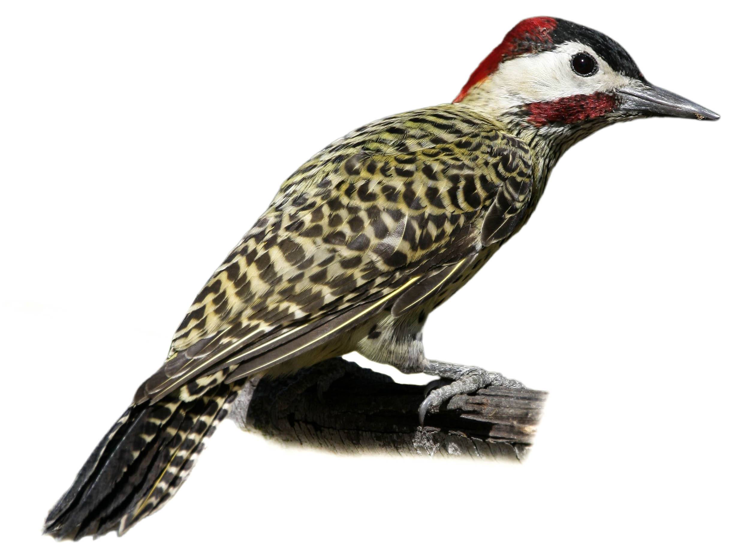 A photo of a Green-barred Woodpecker (Colaptes melanochloros), male