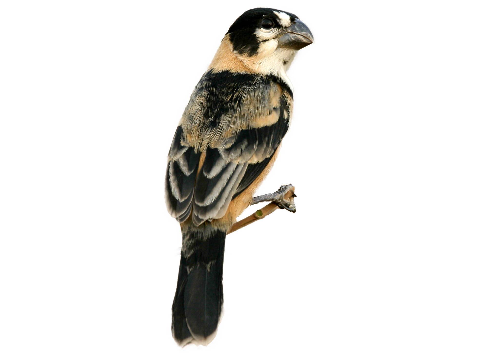 A photo of a Rusty-collared Seedeater (Sporophila collaris), male