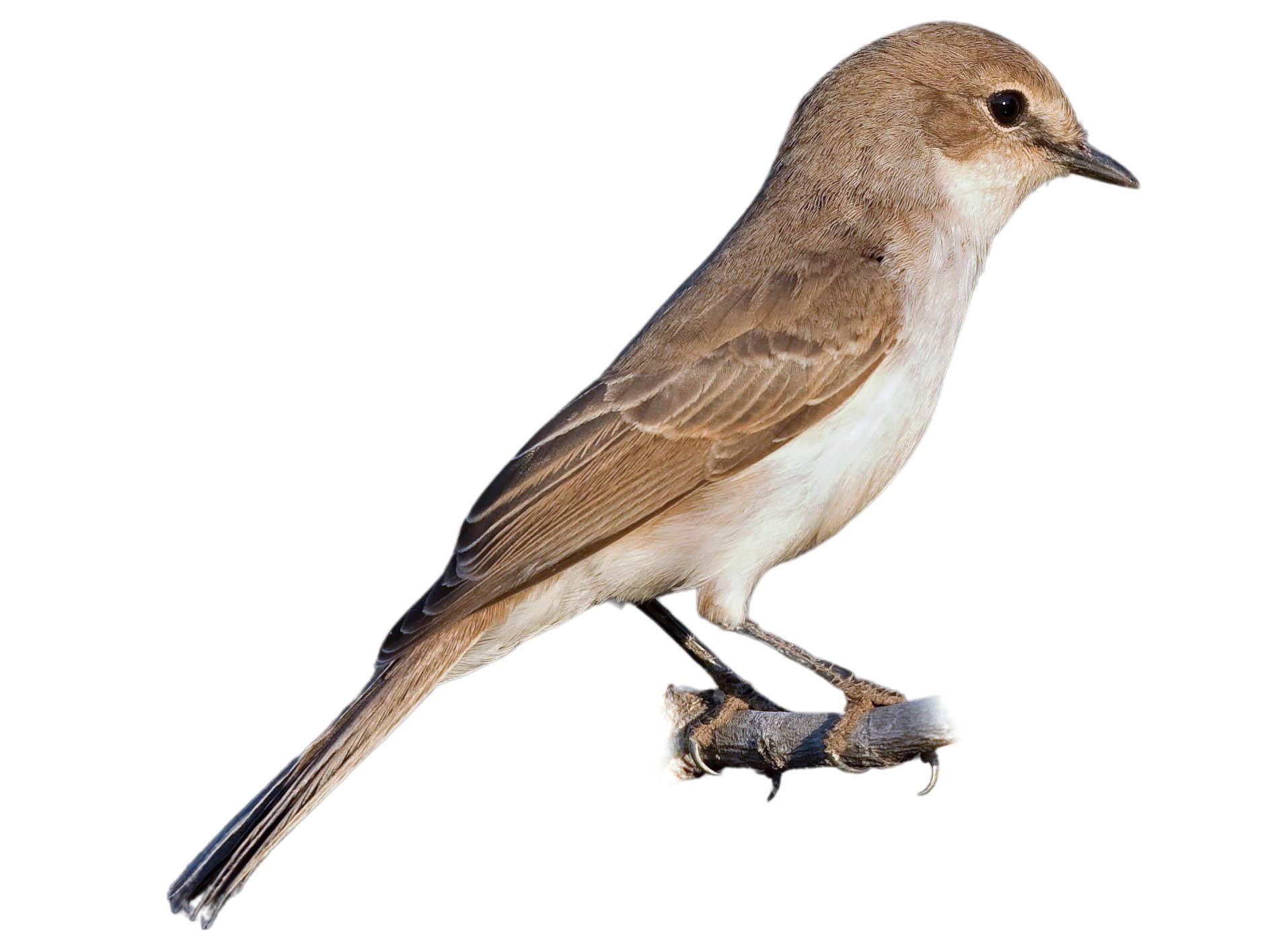 A photo of a Marico Flycatcher (Melaenornis mariquensis)