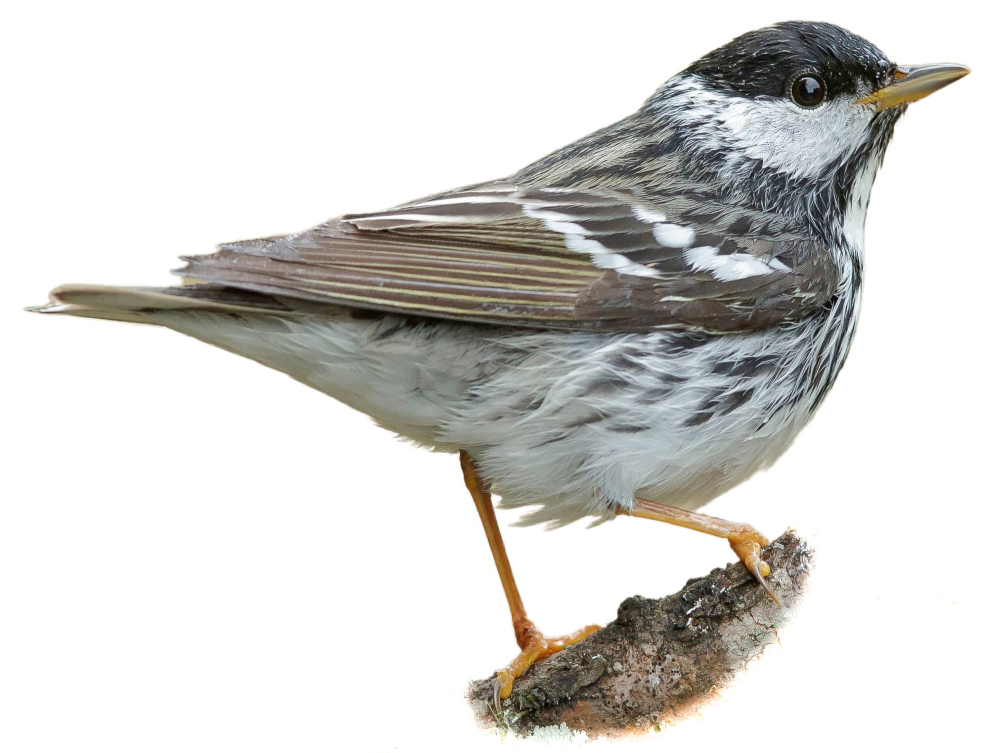 A photo of a Blackpoll Warbler (Setophaga striata), male