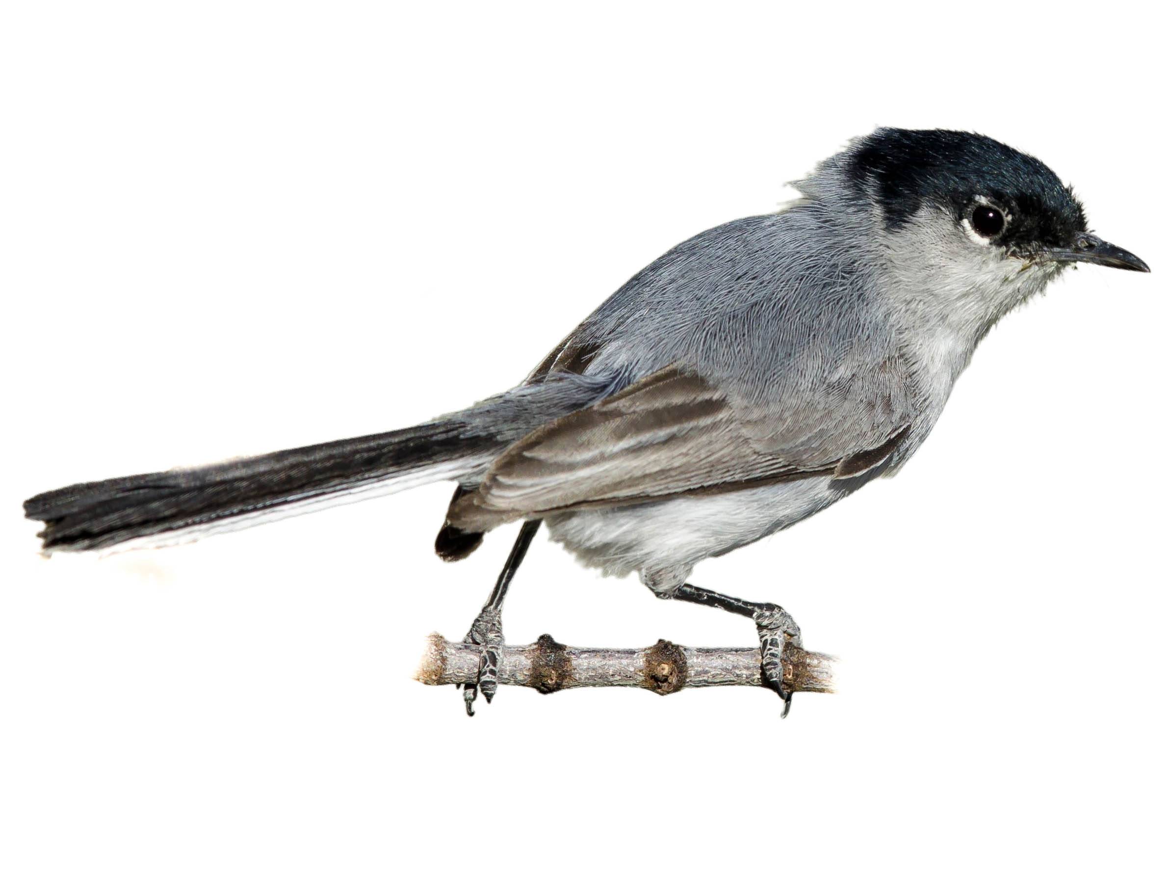 A photo of a Black-tailed Gnatcatcher (Polioptila melanura), male