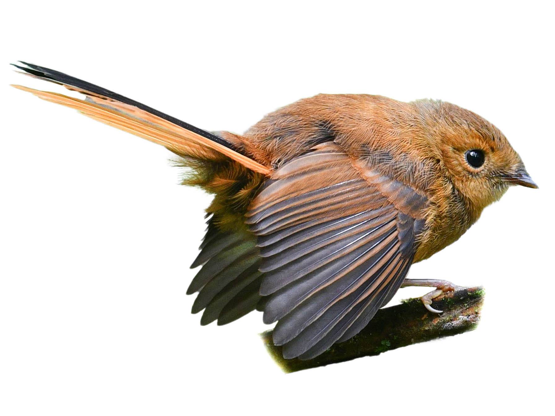 A photo of a Black Fantail (Rhipidura atra), female