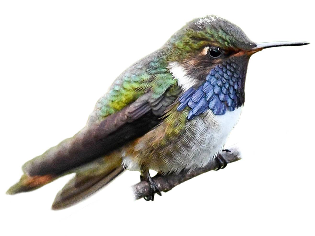 A photo of a Volcano Hummingbird (Selasphorus flammula), male