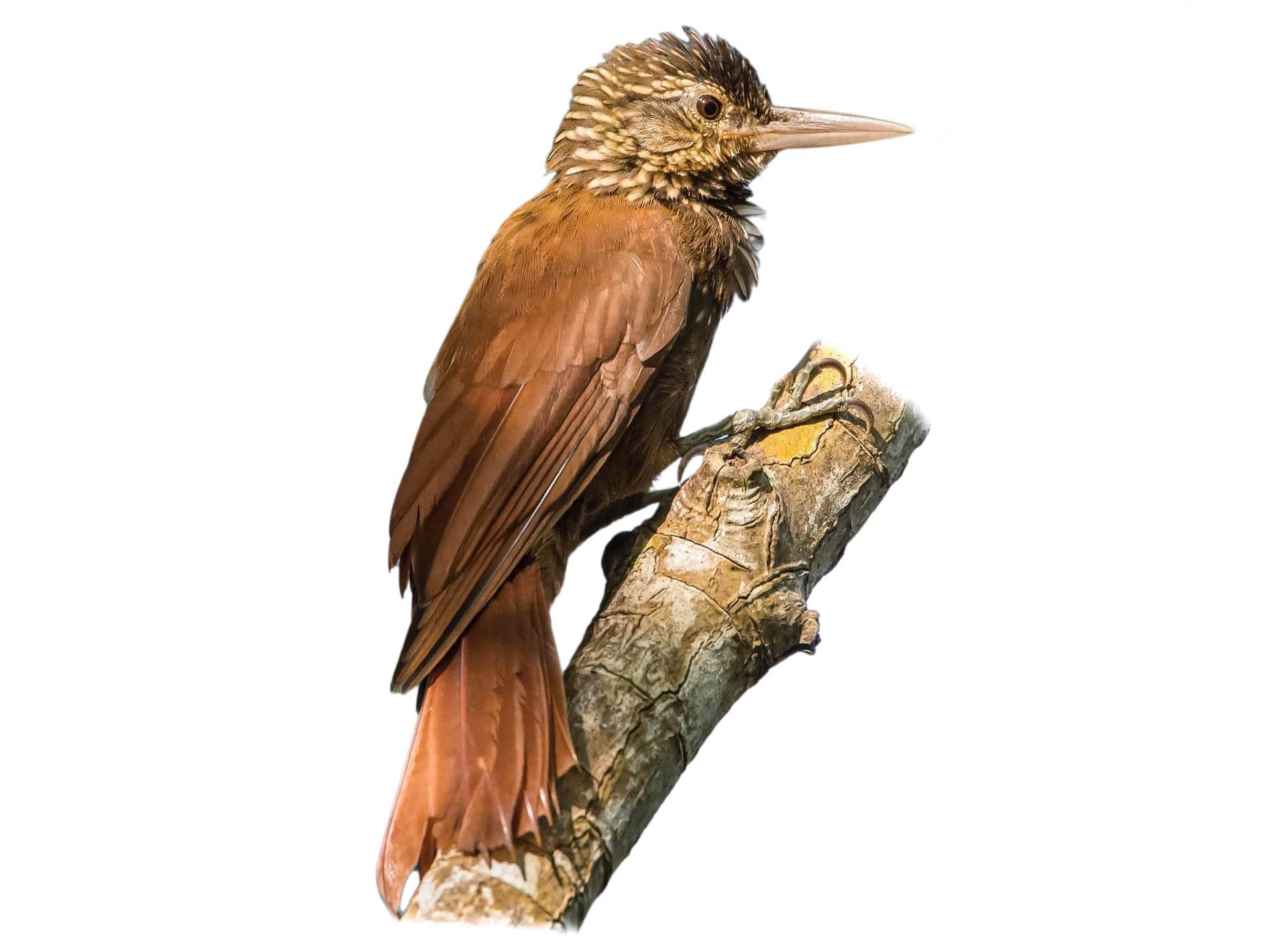 A photo of a Straight-billed Woodcreeper (Dendroplex picus)