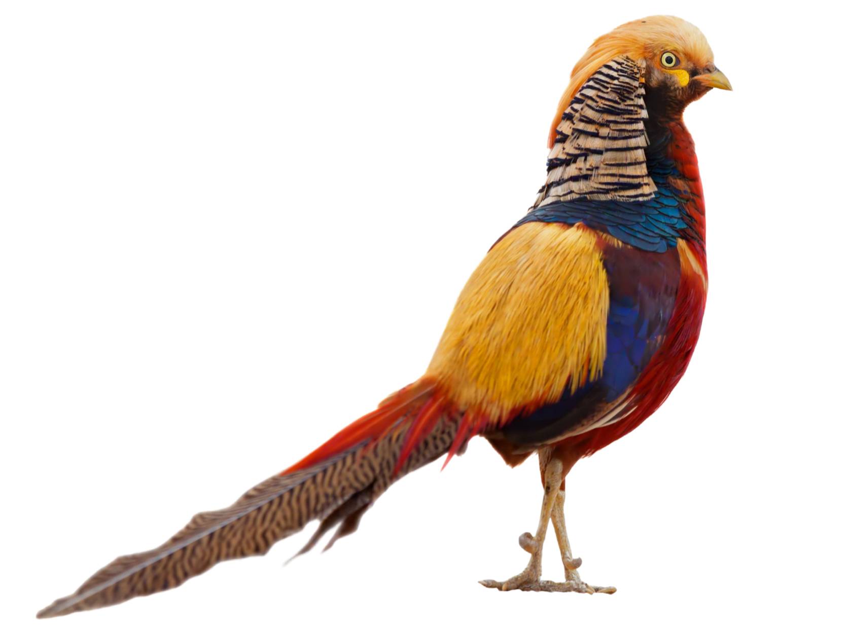 A photo of a Golden Pheasant (Chrysolophus pictus), male