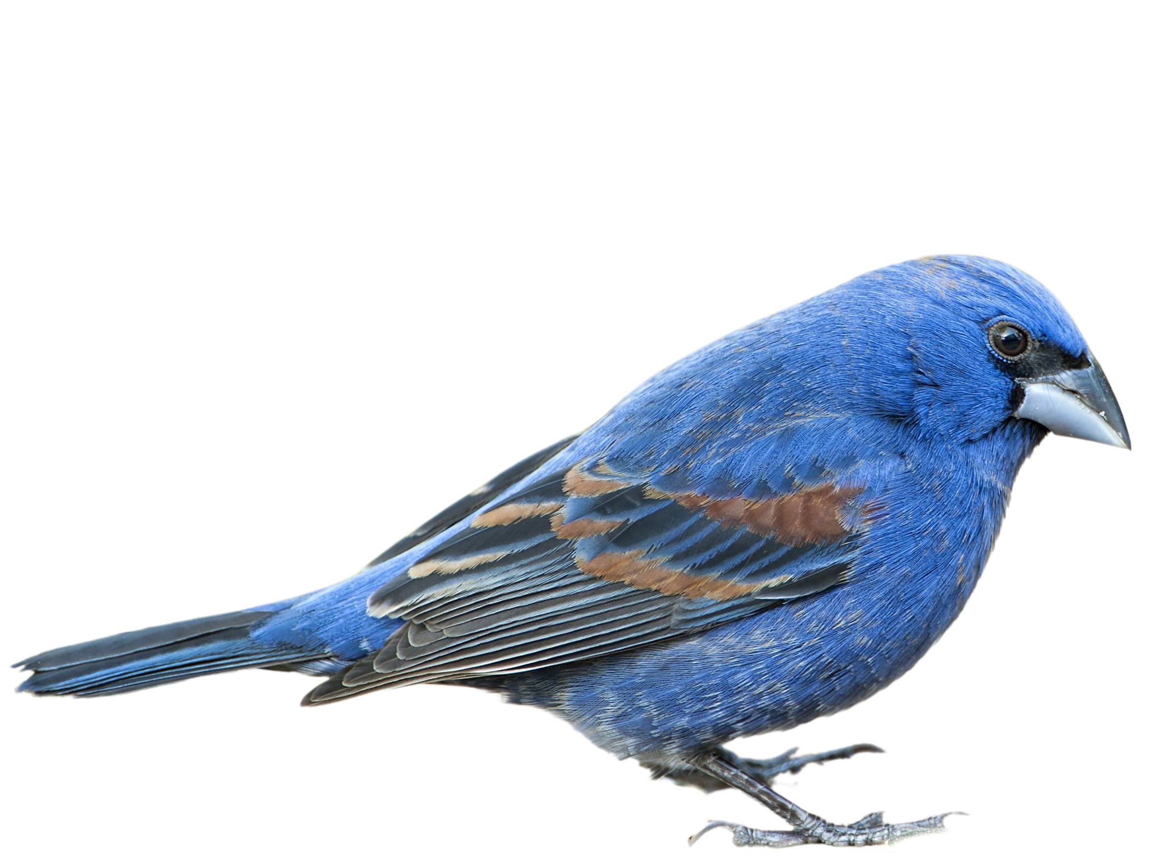 A photo of a Blue Grosbeak (Passerina caerulea), male