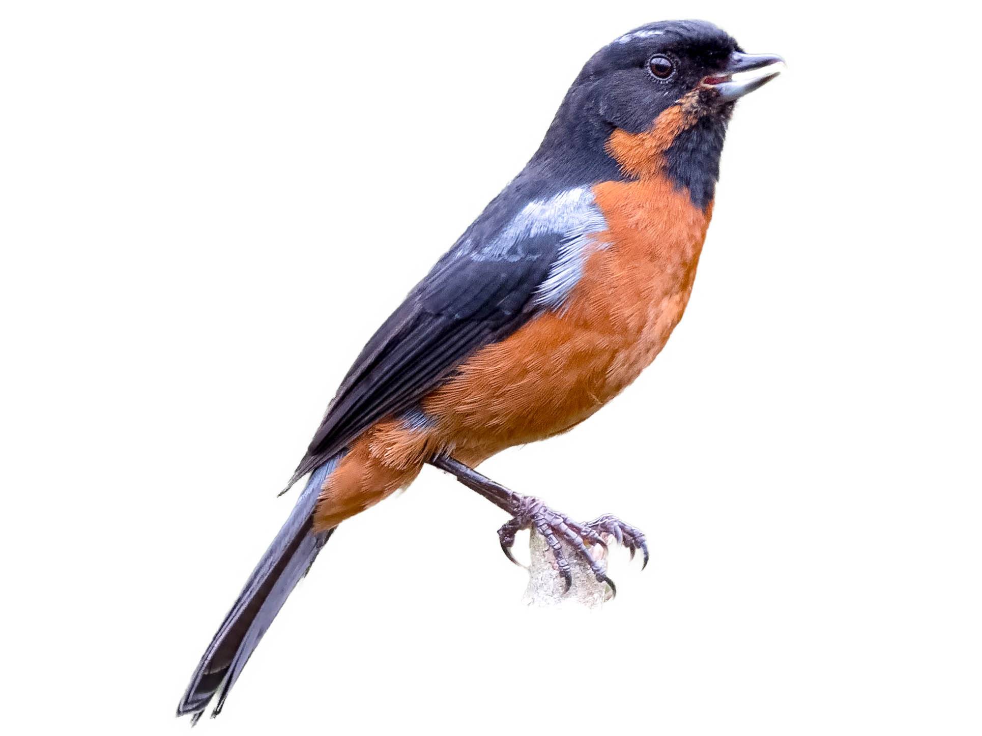 A photo of a Black-throated Flowerpiercer (Diglossa brunneiventris)