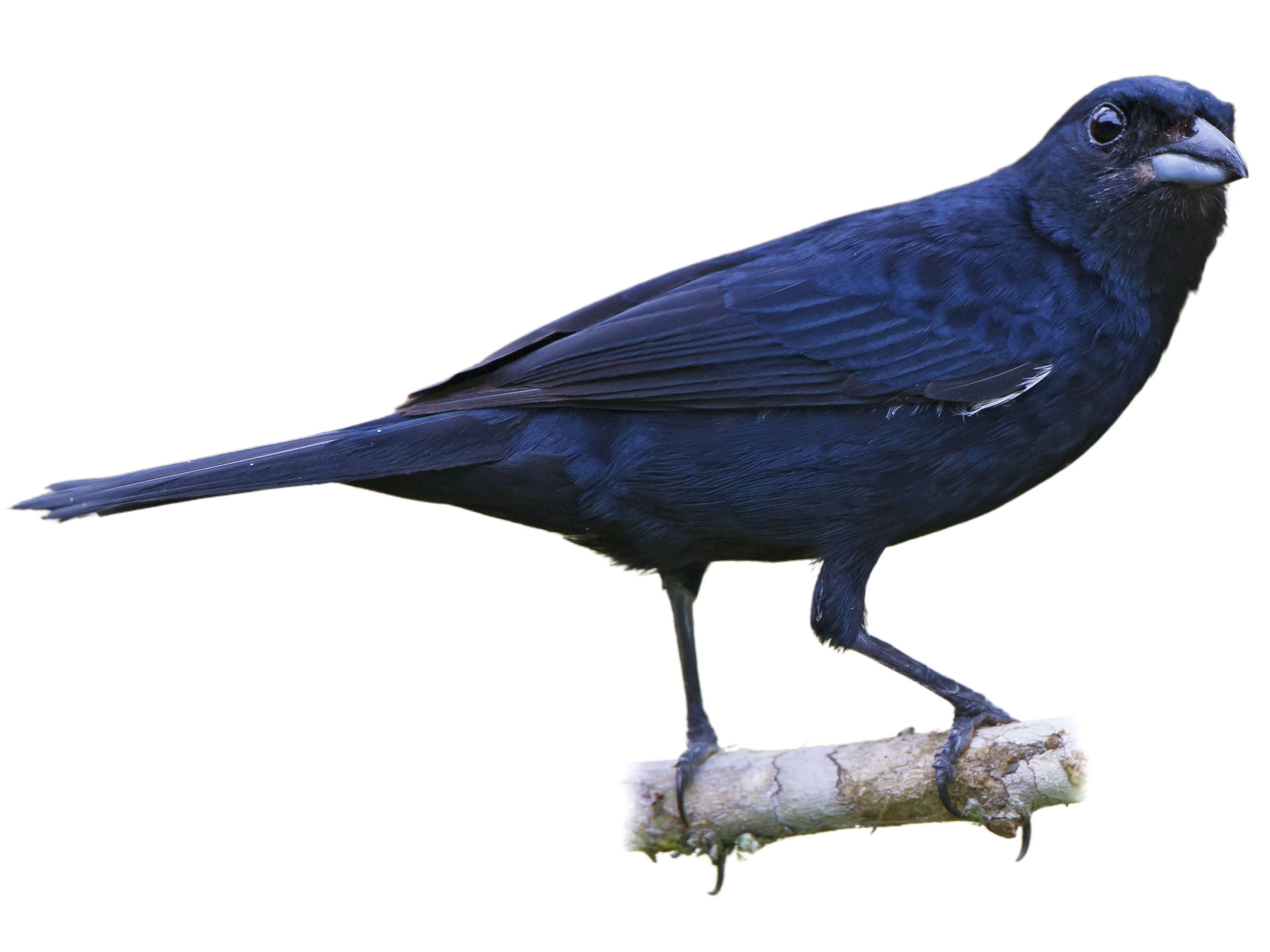 A photo of a Ruby-crowned Tanager (Tachyphonus coronatus), male