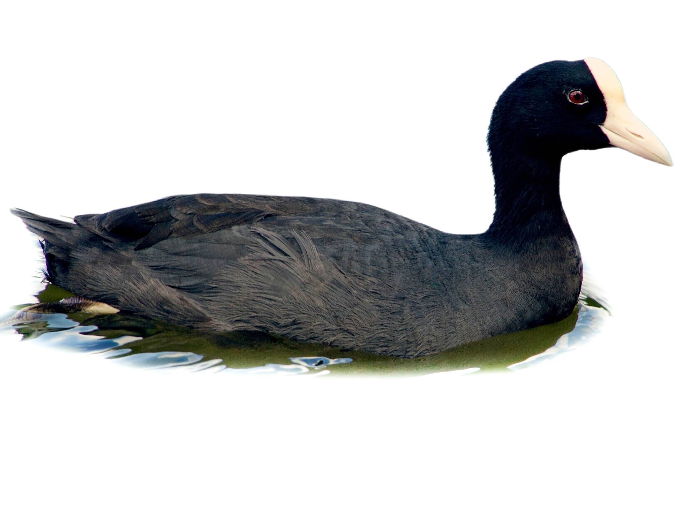 A photo of a Hawaiian Coot (Fulica alai)