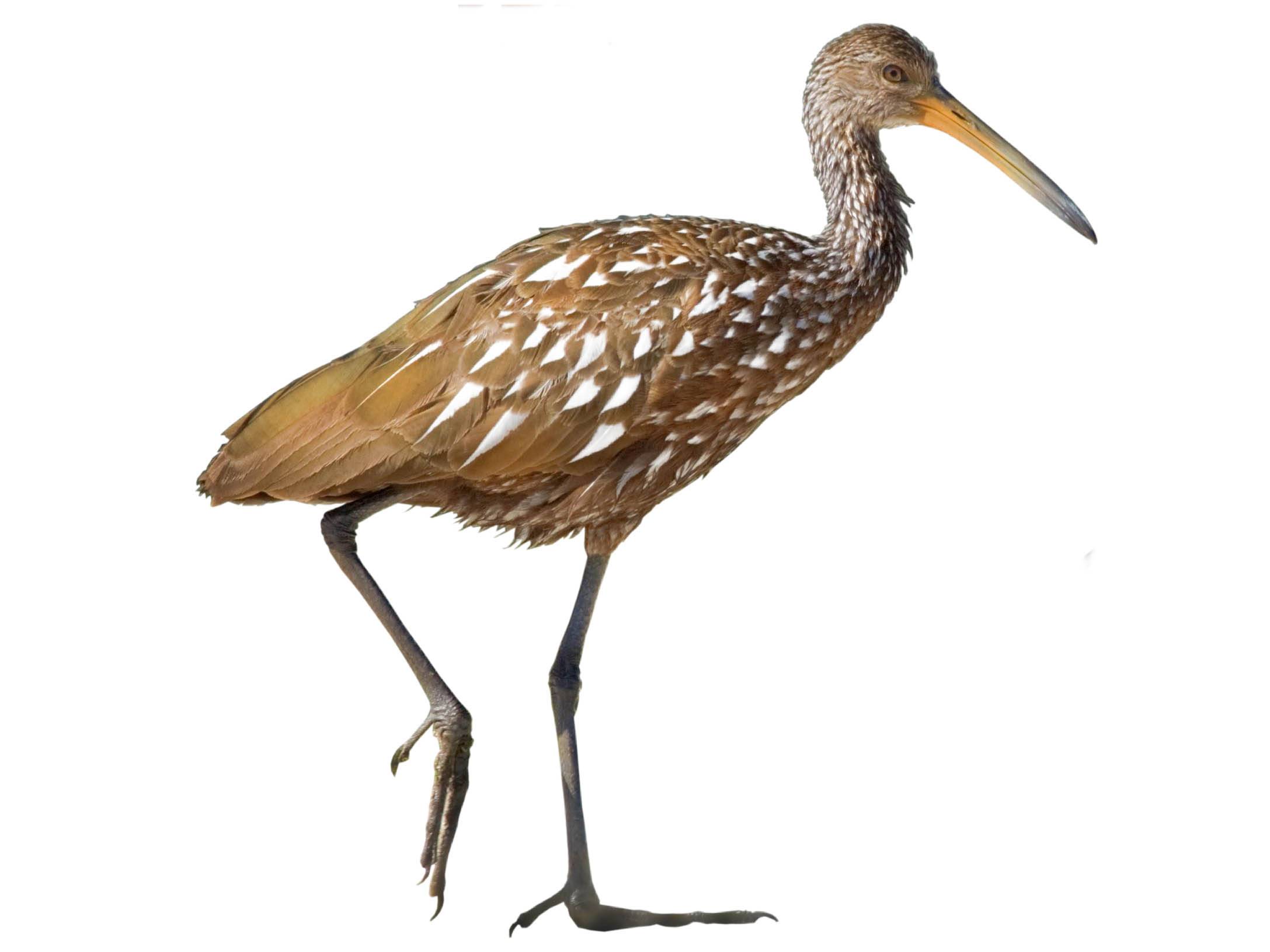 A photo of a Limpkin (Aramus guarauna)