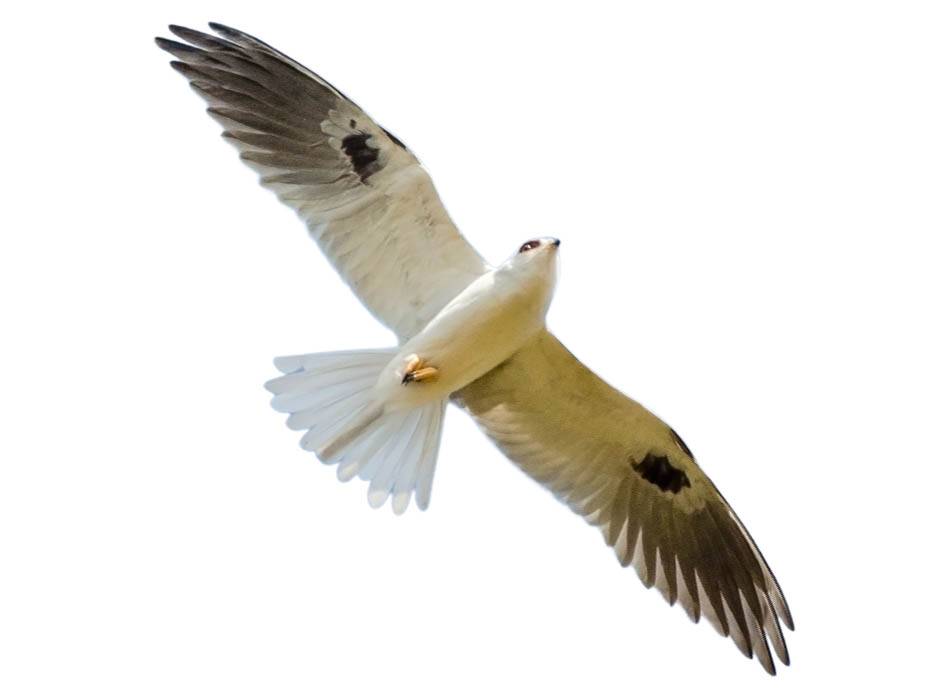 A photo of a White-tailed Kite (Elanus leucurus)