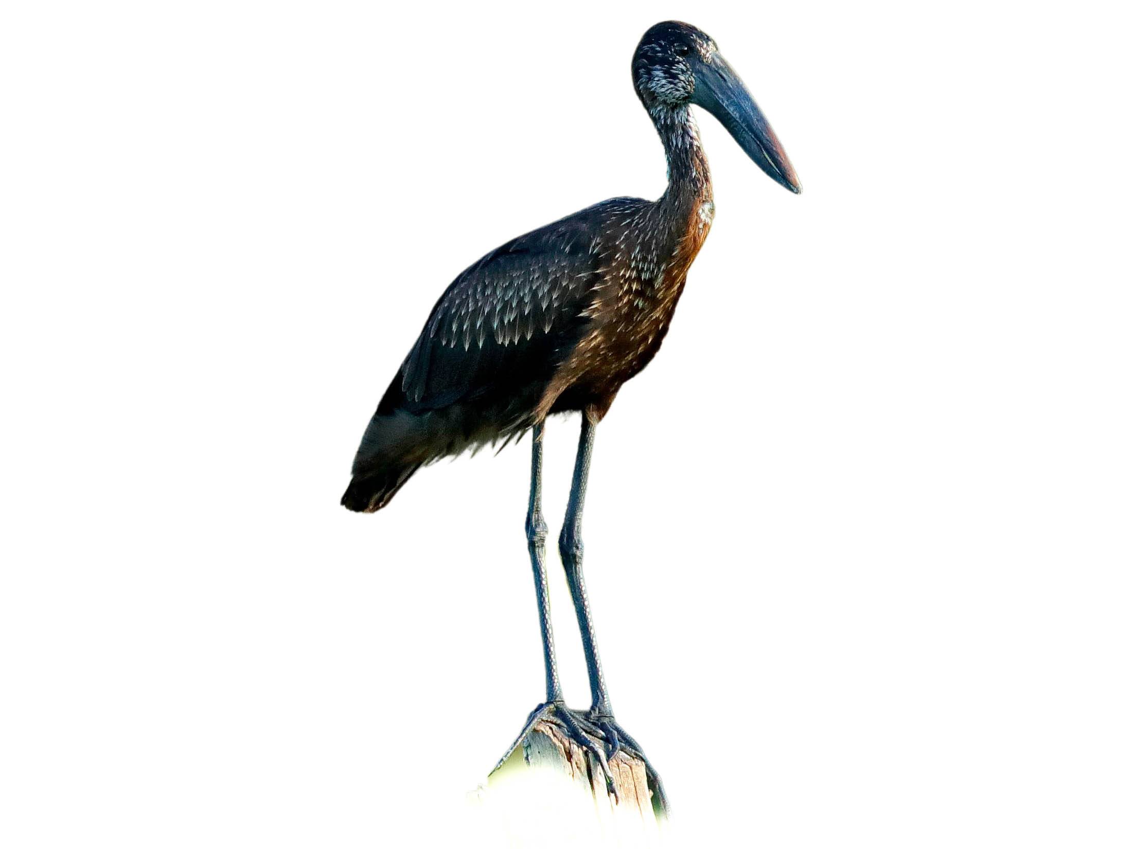 A photo of a African Openbill (Anastomus lamelligerus)