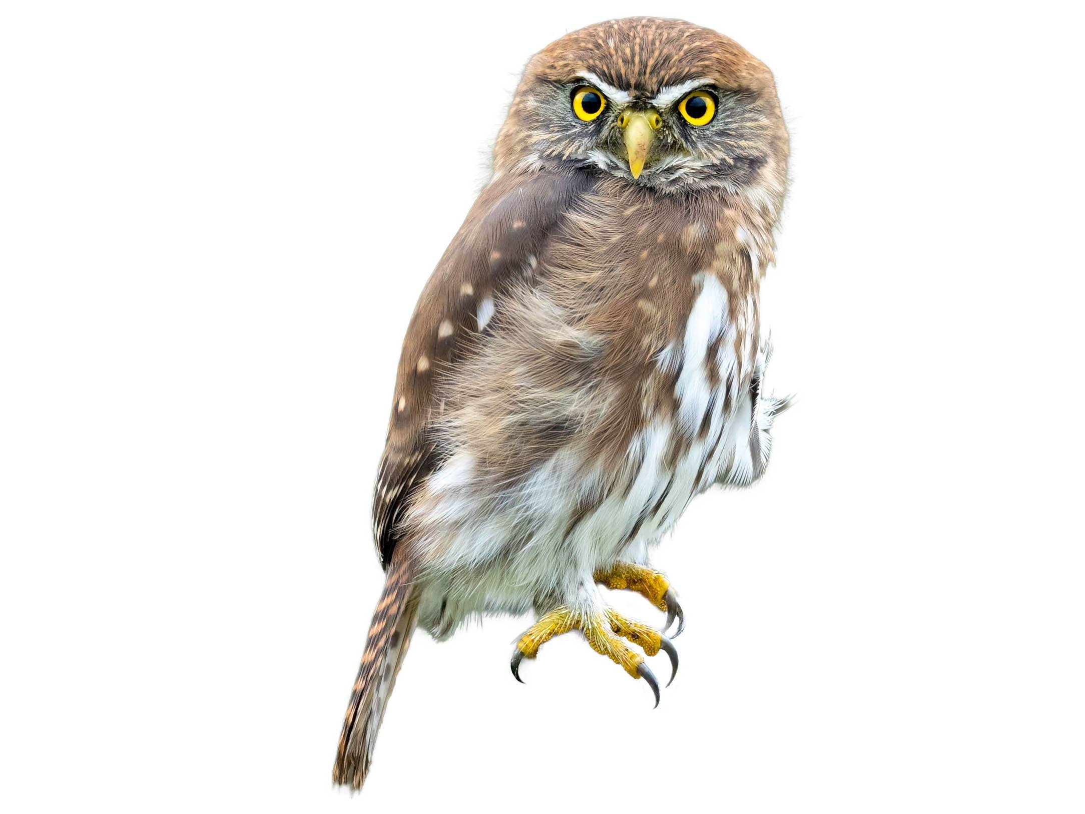 A photo of a Austral Pygmy Owl (Glaucidium nana)